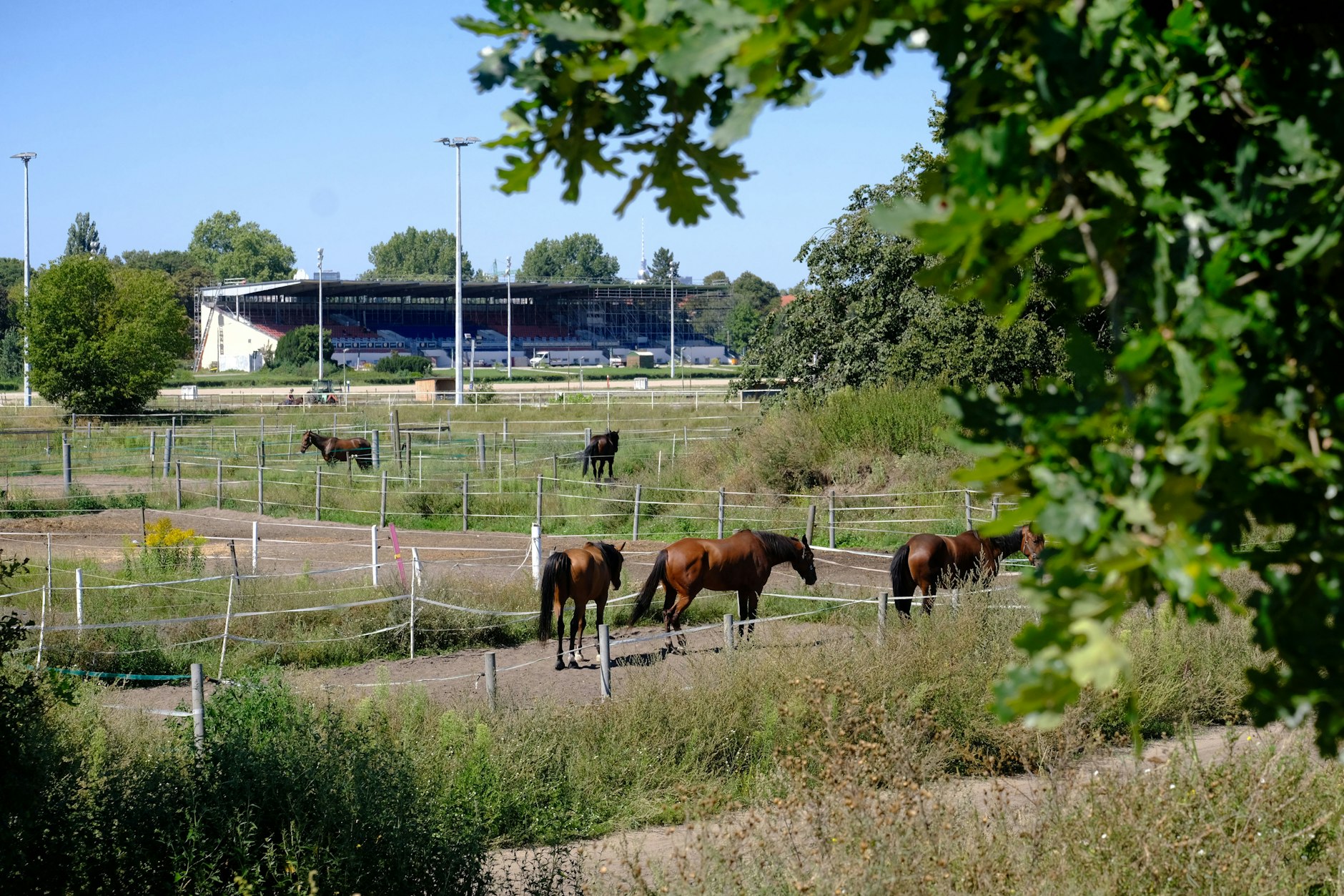 Die Trabrennbahn Karlshorst, so unser Autor, sollte in ein Zentrum für Pferdekultur, Therapie, Bildung und Stadtnatur transformiert werden.