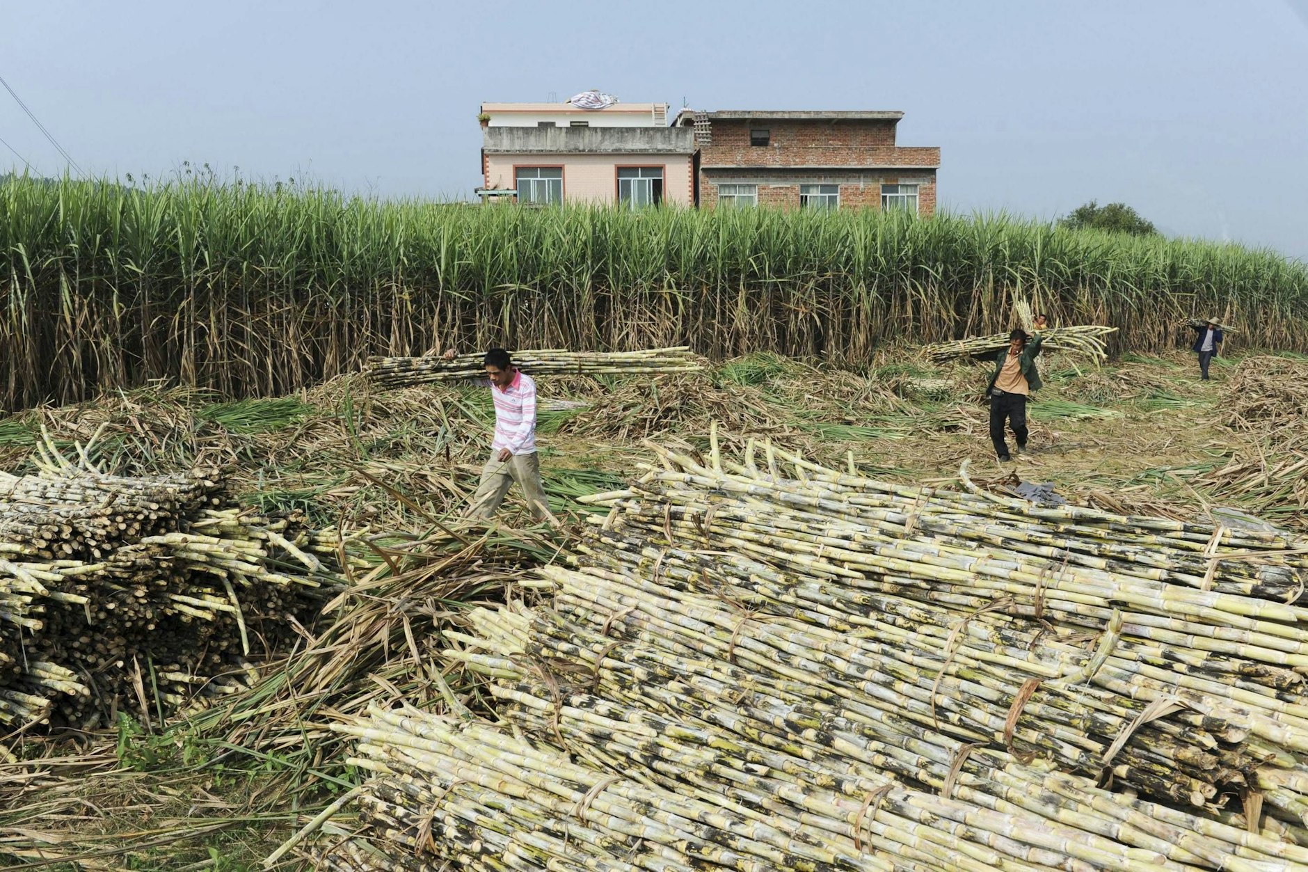 Zuckerrohrernte im chinesischen Shoushan