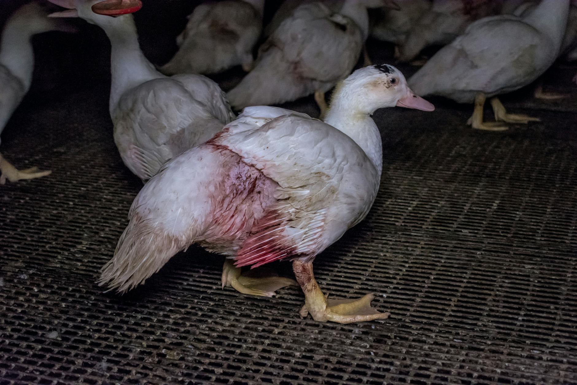 Die Enten leben hier in unwürdigen Bedingungen, verletzen sich am Gitterboden des Mastbetriebs.