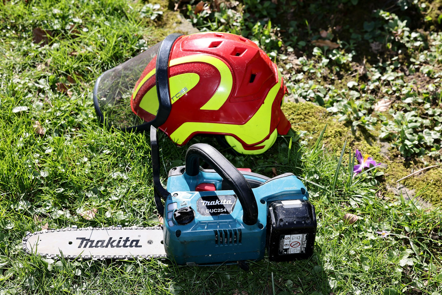 An der Heinz-Brandt-Schule werden derzeit zehn rund 100 Jahre alte Bäume gefällt.