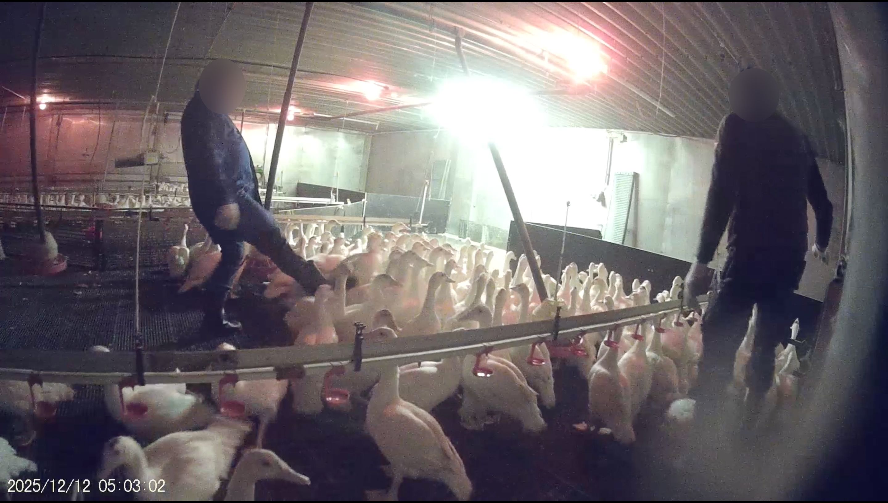 Enten in Mastanlage brutal misshandelt