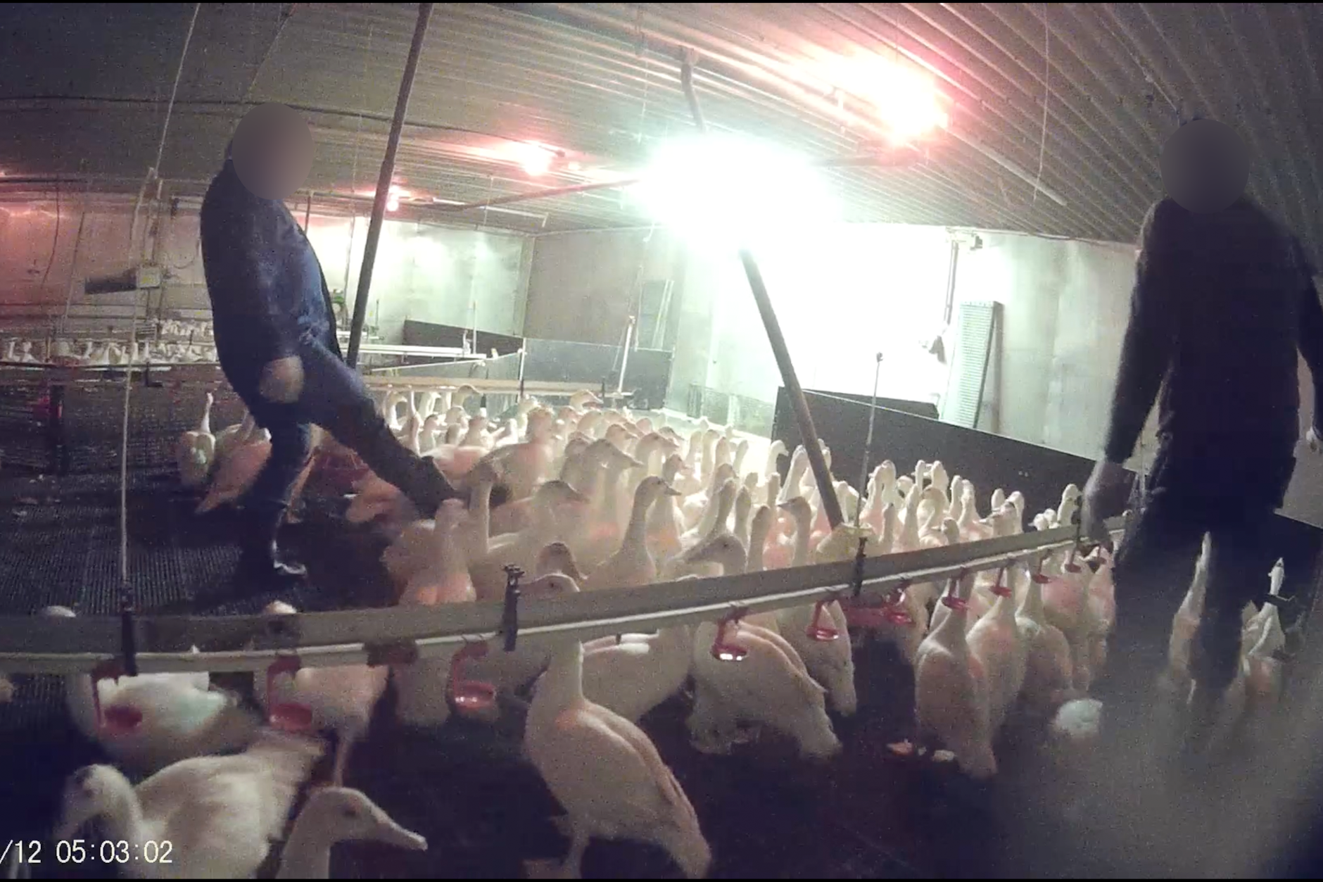 Mitarbeiter haben die Vögel getreten und geschlagen, wie Videoaufnahmen zeigen.