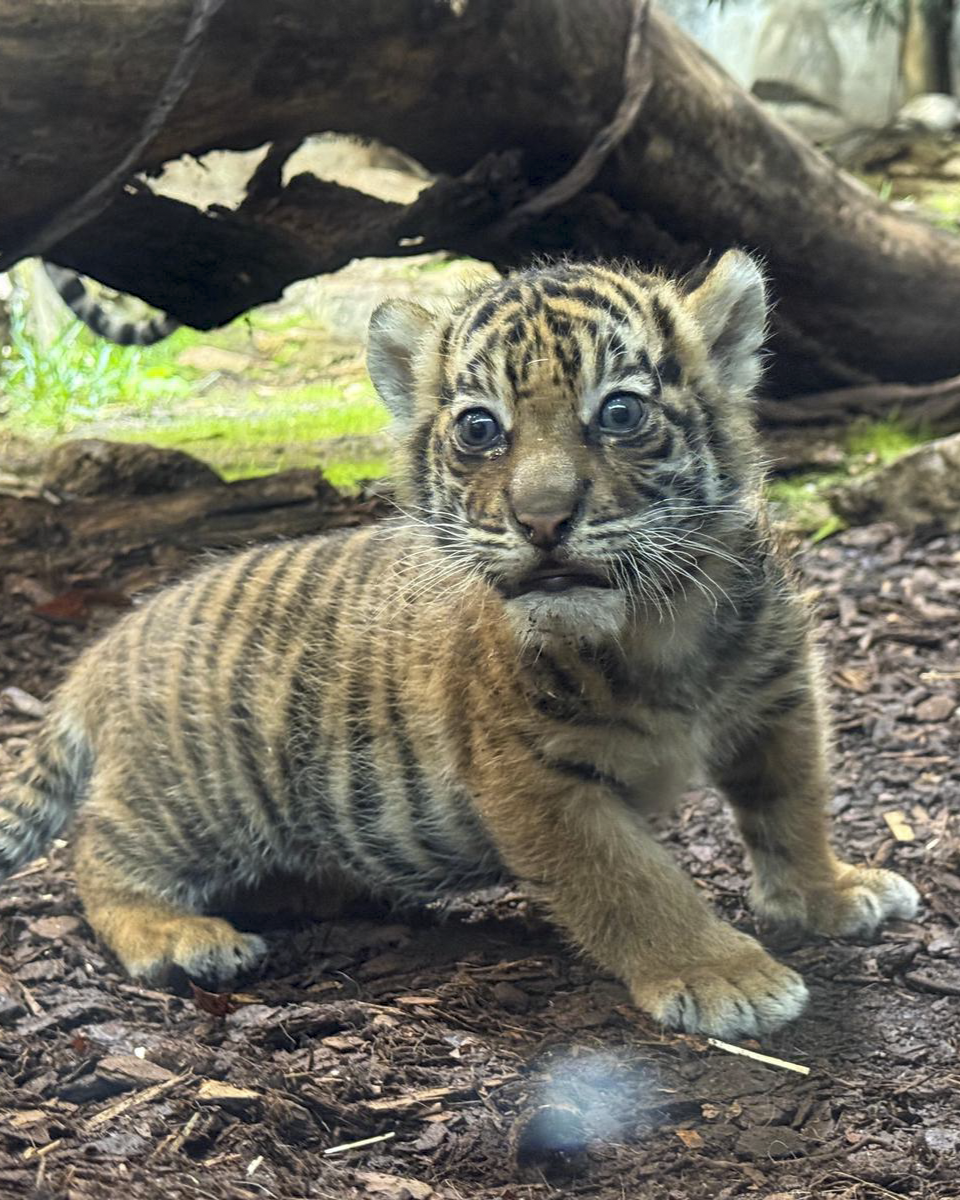 Tierpark Berlin sucht Namen für süßen Tiger-Nachwuchs