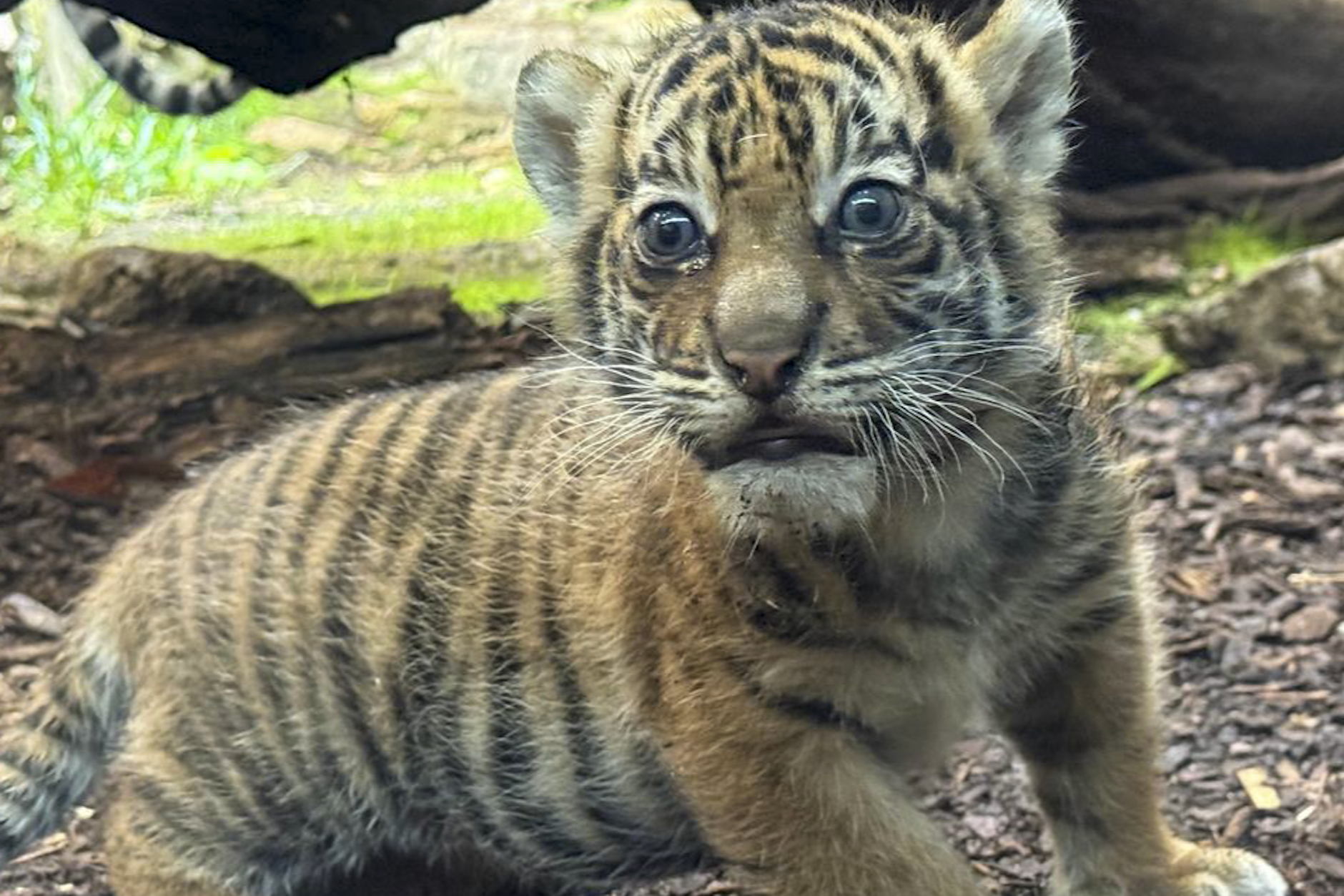 Das kleine Tiger-Baby braucht jetzt einen Namen.
