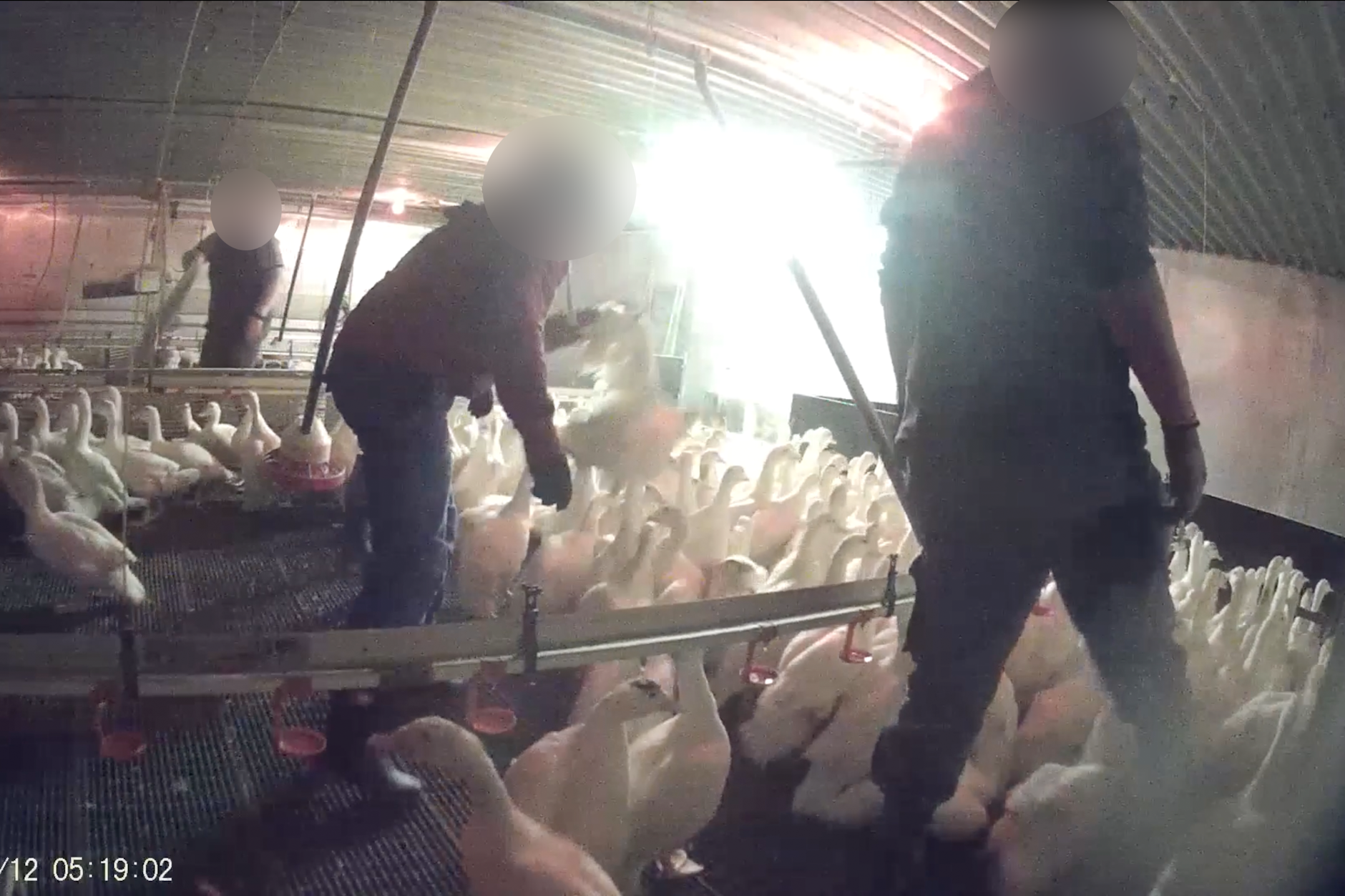 Die Enten werden brutal herumgeschleudert, wie die versteckten Videoaufnahmen zeigen.