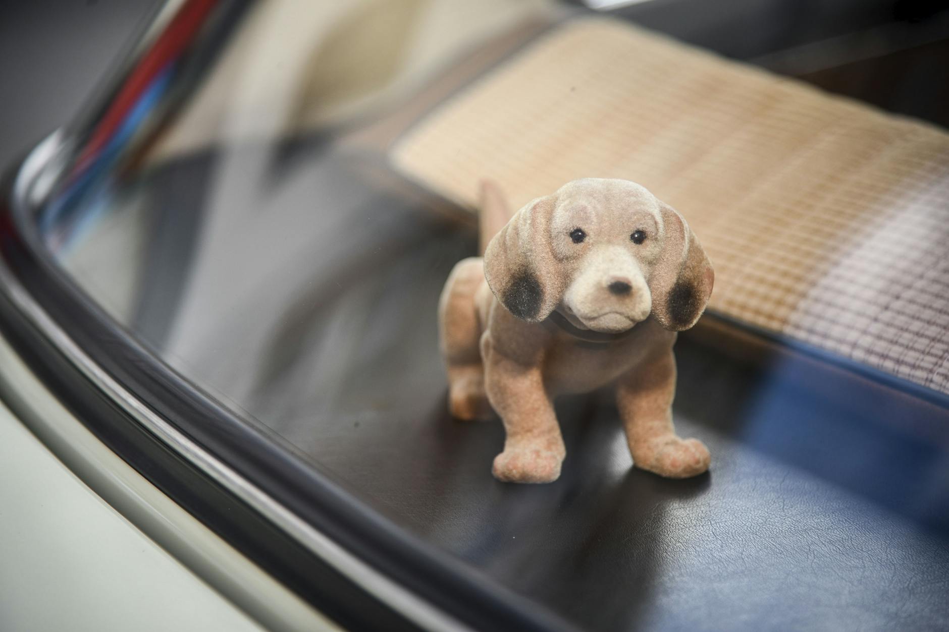 Es hat sich ausgewackeldackelt: Wo ist er nur hin, unser vierbeiniger Begleiter?