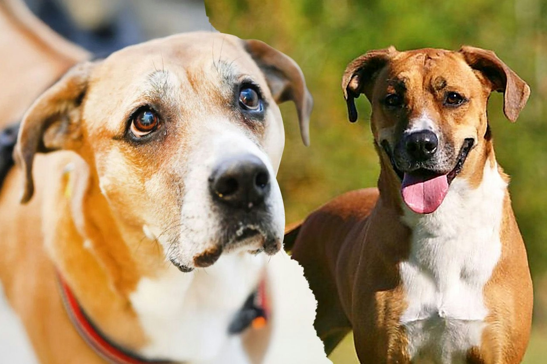 Hunde-Omi Fanni wartet nach dem Tod ihrer Besitzerin im Tierheim Berlin auf ein neues Zuhause.