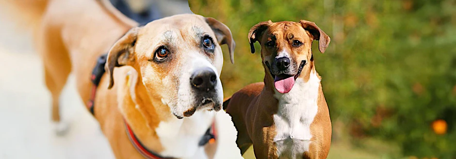 Hunde-Omi Fanni wartet nach dem Tod ihrer Besitzerin im Tierheim Berlin auf ein neues Zuhause.