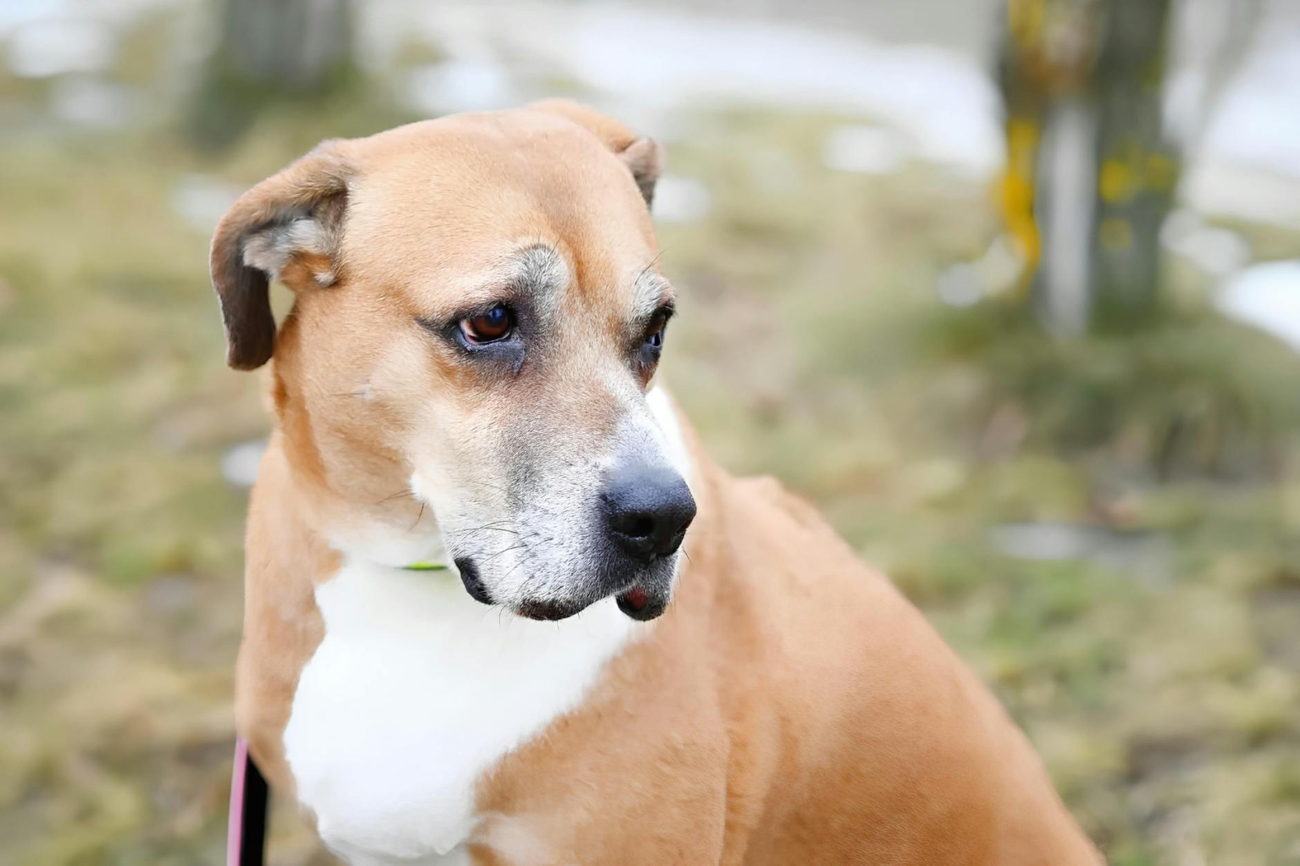 Hündin Fanni wartet im Tierheim auf ein neues Zuhause. Als ihre Besitzerin starb, kam die Hundedame zu den Tierschützern in Falkenberg.