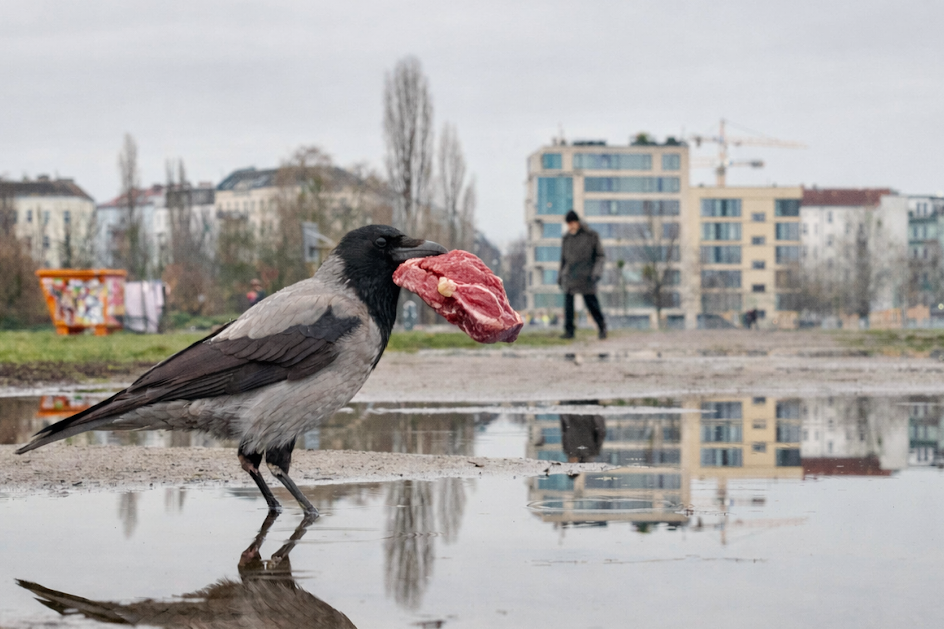 Mit fetter Beute im Schnabel: Eine Krähe trägt ein Steak durch Berlin (KI-generiert).