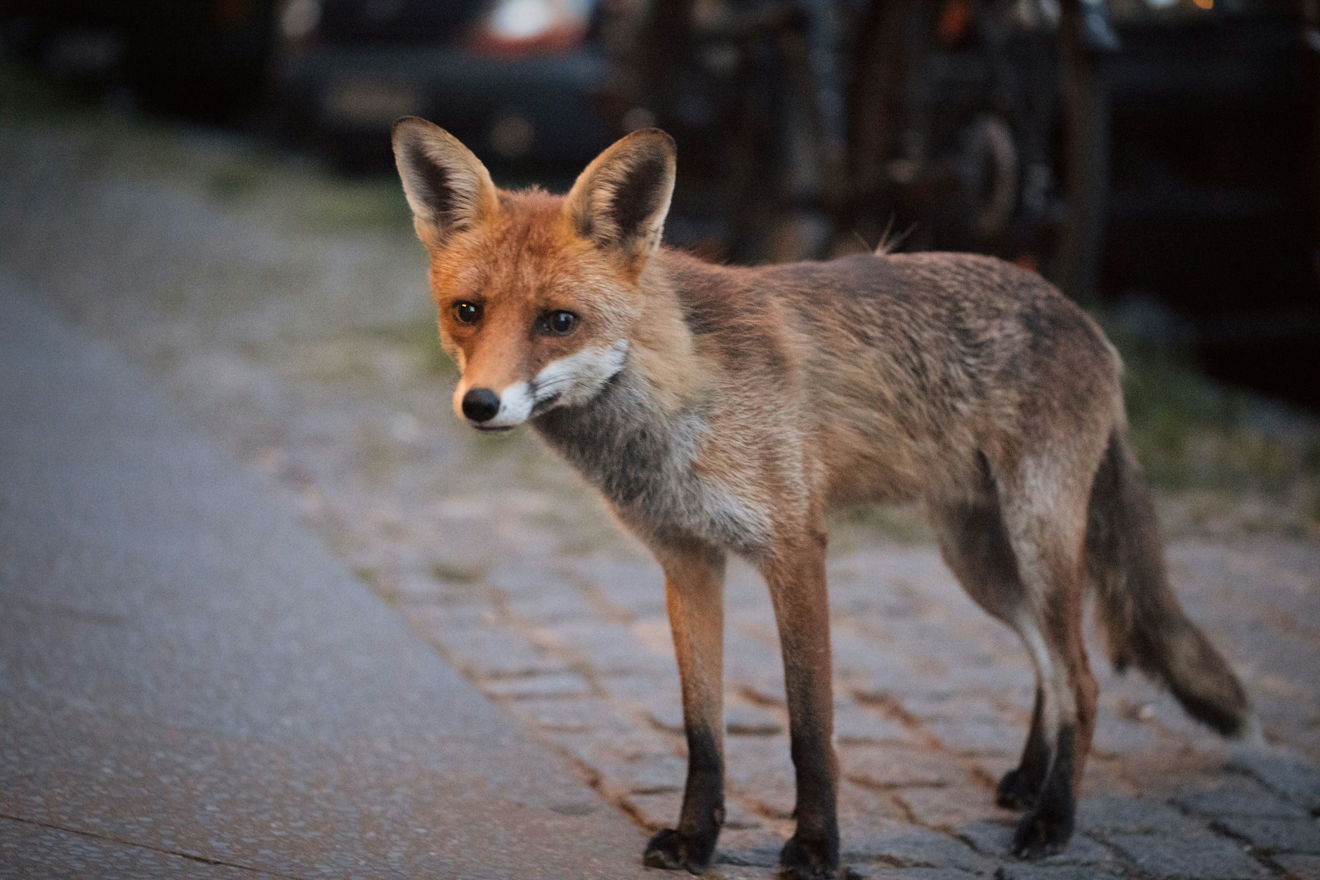 Ein Fuchs in der Bergmannstraße in Berlin-Kreuzberg