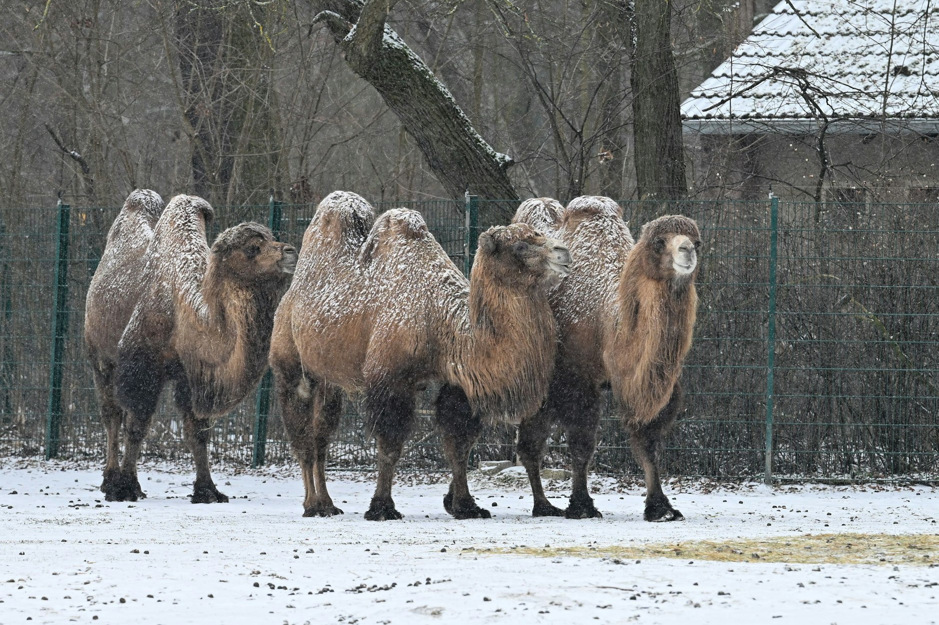 Ob auch die Tiere im Tierpark die Nase voll vom Winter haben? Falls nicht, können sie sich freuen, denn es gibt neuen Schnee.