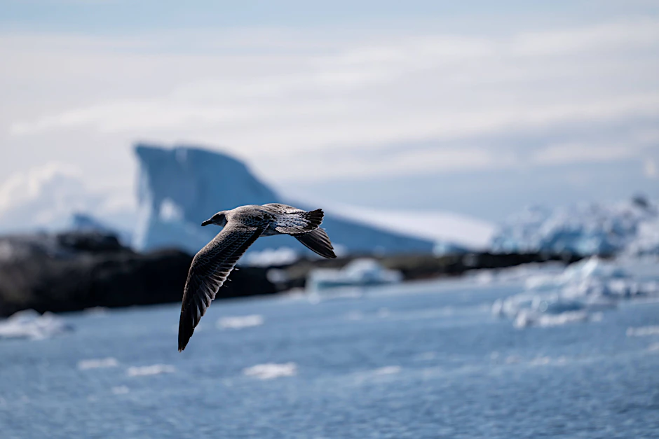 Eine Dominikanermöwe (Larus dominicanus) in der Antarktis