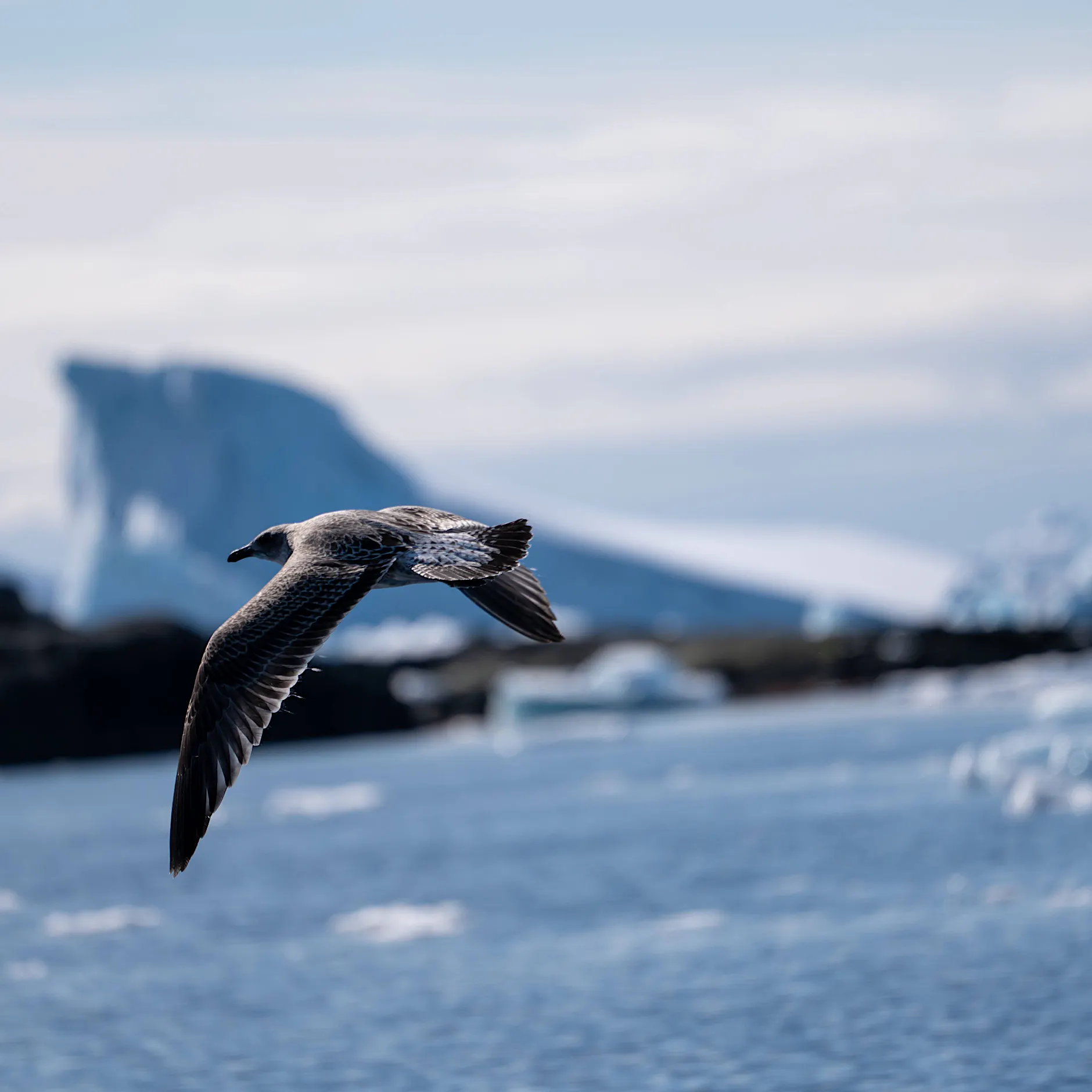 Vogelgrippe erreicht Antarktis: Variante kann gesamte Tierpopulationen auslöschen