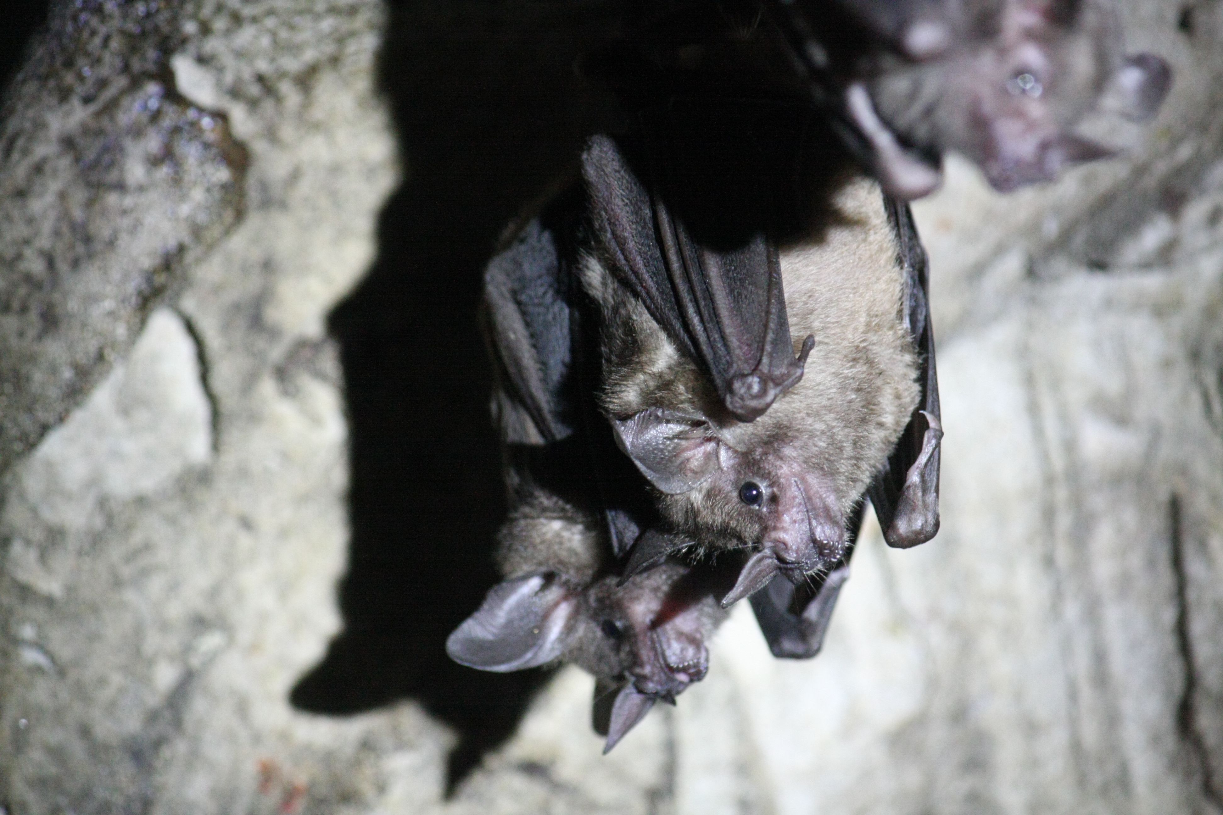 Image - BUND klagt gegen Baumfällungen: Wohnungsprojekt in Lichtenberg vorerst gestoppt