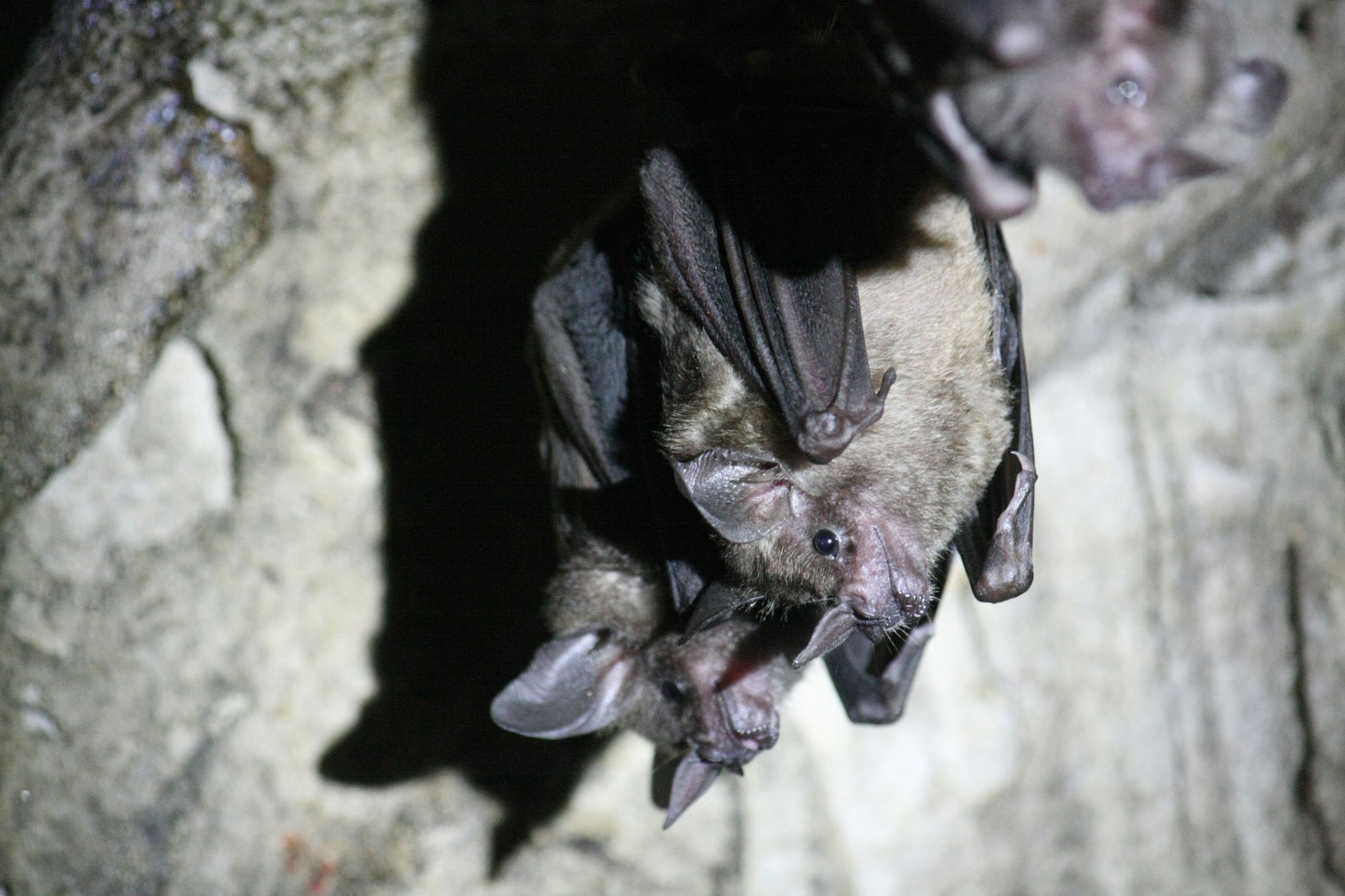 Wegen der Gefährdung von Fledermäusen klagt der BUND gegen den Bau von Wohnungen in Lichtenberg.