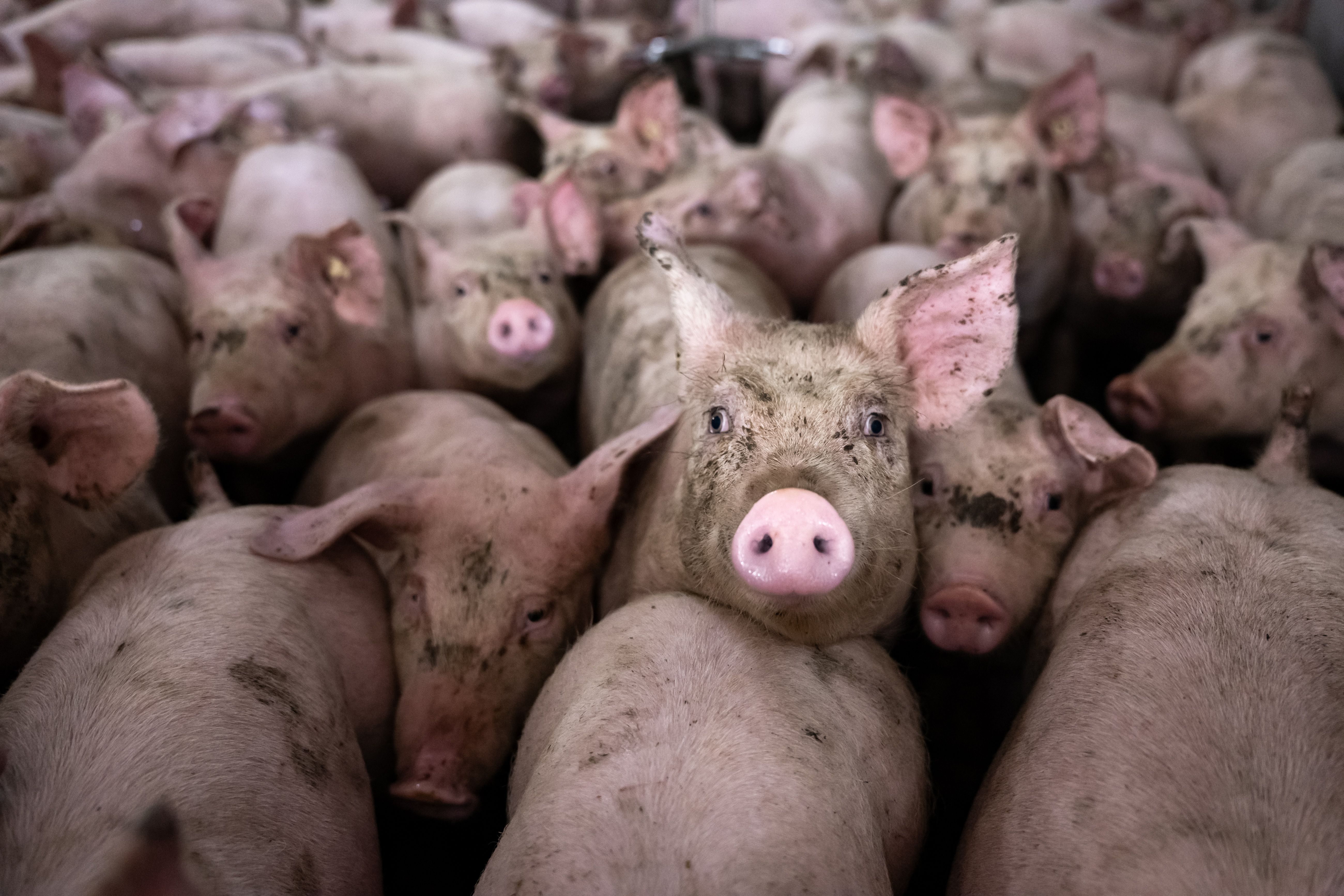 Schlachthof in Perleberg weg: Schweinemast in Ostdeutschland fährt drastisch zurück