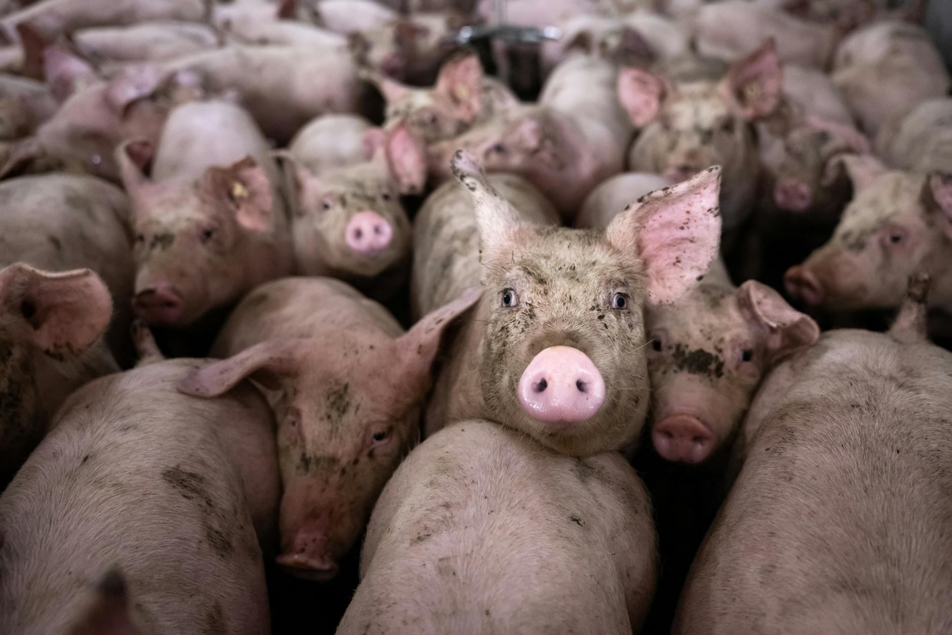 Schweinemast im Osten: Seit dem Wegfall des Schlachthofs Perleberg müssen Tiere hunderte Kilometer weiter transportiert werden.