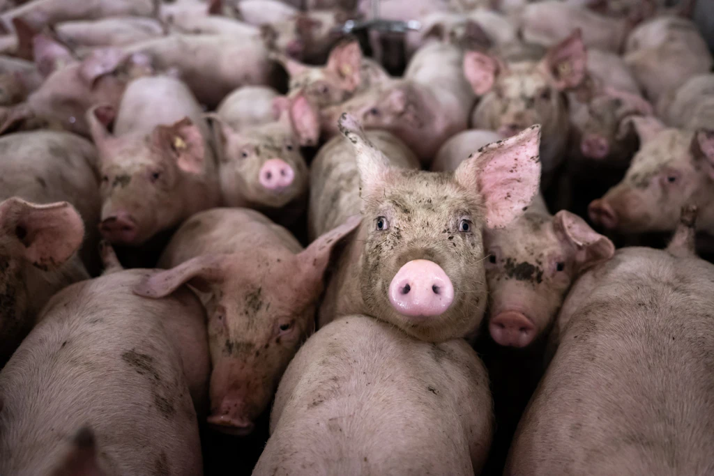 Schlachthof in Perleberg weg: Schweinemast in Ostdeutschland fährt drastisch zurück