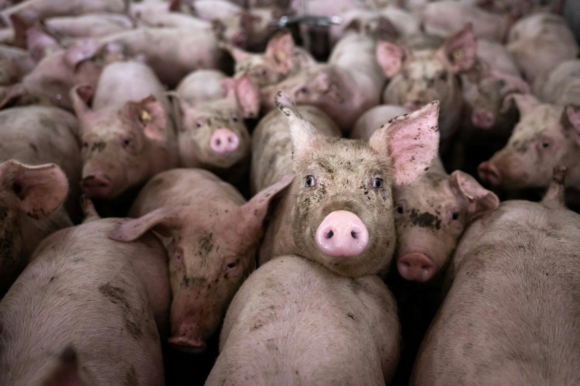 Schweinemast im Osten: Seit dem Wegfall des Schlachthofs Perleberg müssen Tiere hunderte Kilometer weiter transportiert werden.