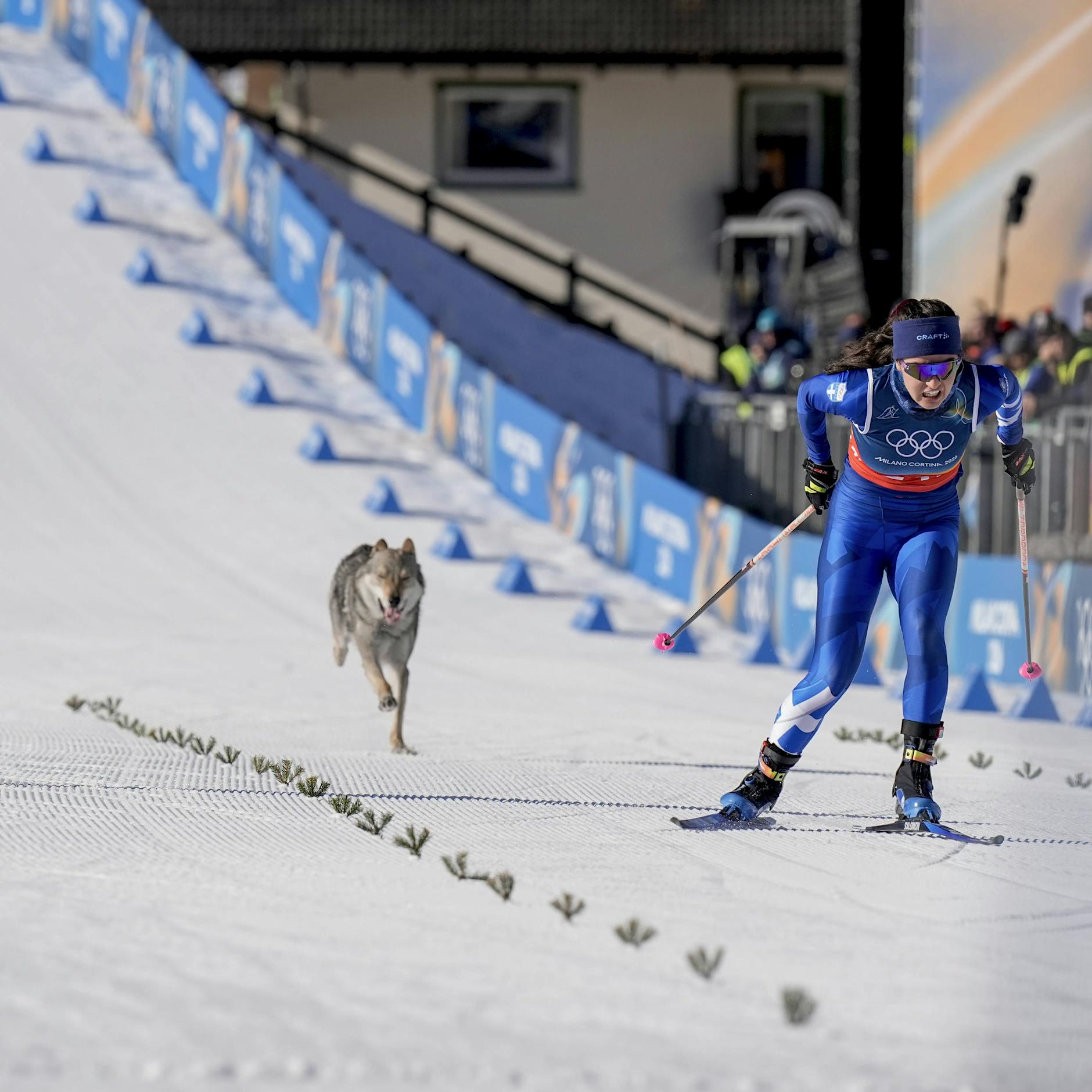 Olympia 2026: Wolfshund sprintet mit Langläuferinnen ins Ziel