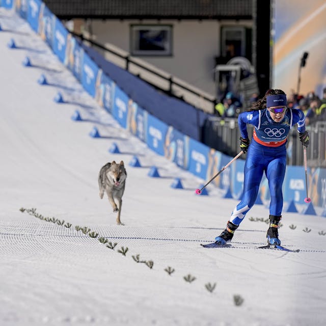 Olympia 2026: Wolfshund sprintet mit Langläuferinnen ins Ziel