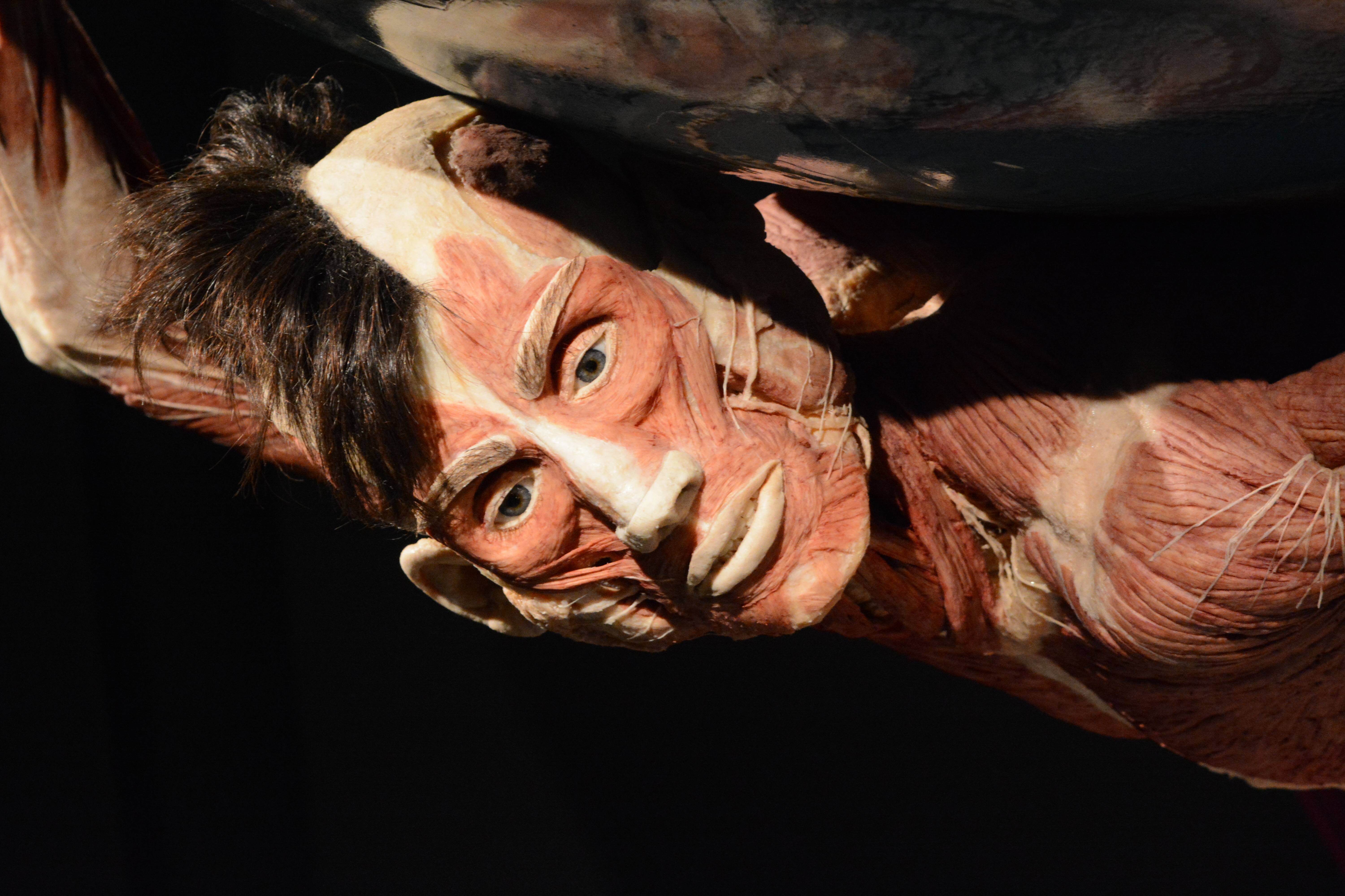 Ein Wunsch über den Tod hinaus: Mein Bruder wird als Plastinat weiterleben