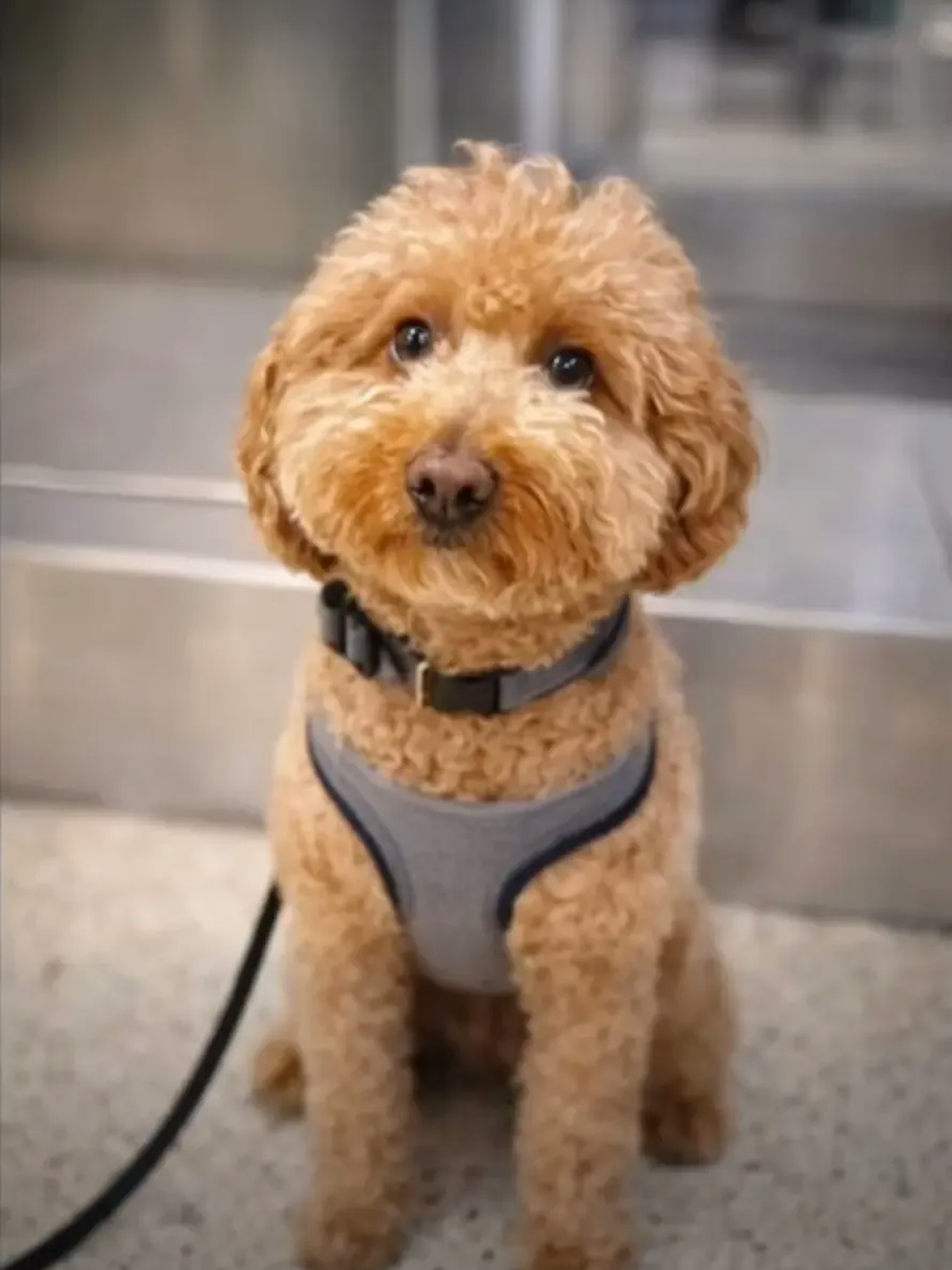 Der süße Goldendoodle bekommt jetzt ein neues Frauchen.