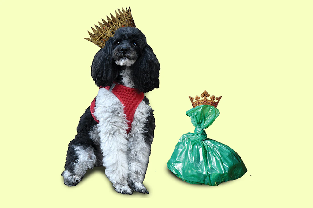 Berlin köpek kakası slalomunda nasıl yaşıyor?