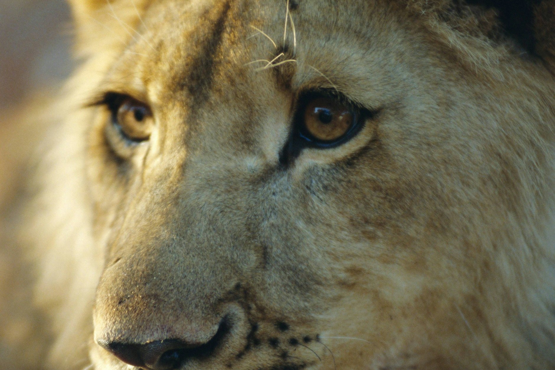 Löwe in einem Nationalpark in Simbabwe.