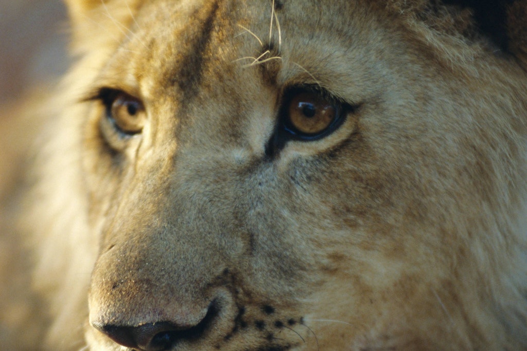 Mit Löwen-DNA: Simbabwe verurteilt Wilderer erstmals über Erbgut-Nachweis