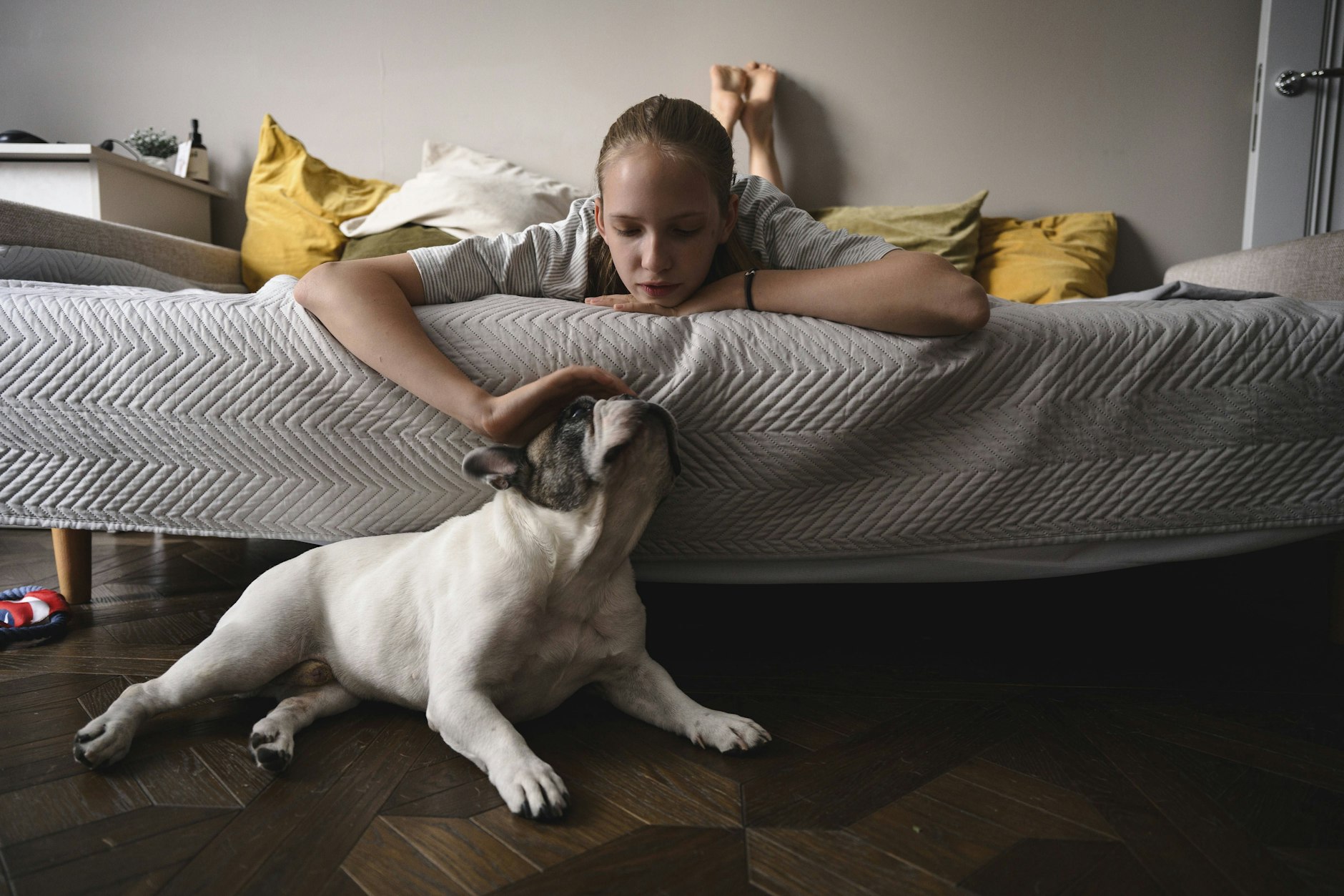 Französische Bulldoggen gehören aufgrund ihres Kindchenschemas zu den beliebtesten Hunderassen (Symbolfoto).