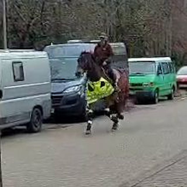 Vierbeiniger Temposünder: Reitlehrerin löst mit Pferd Blitzer aus