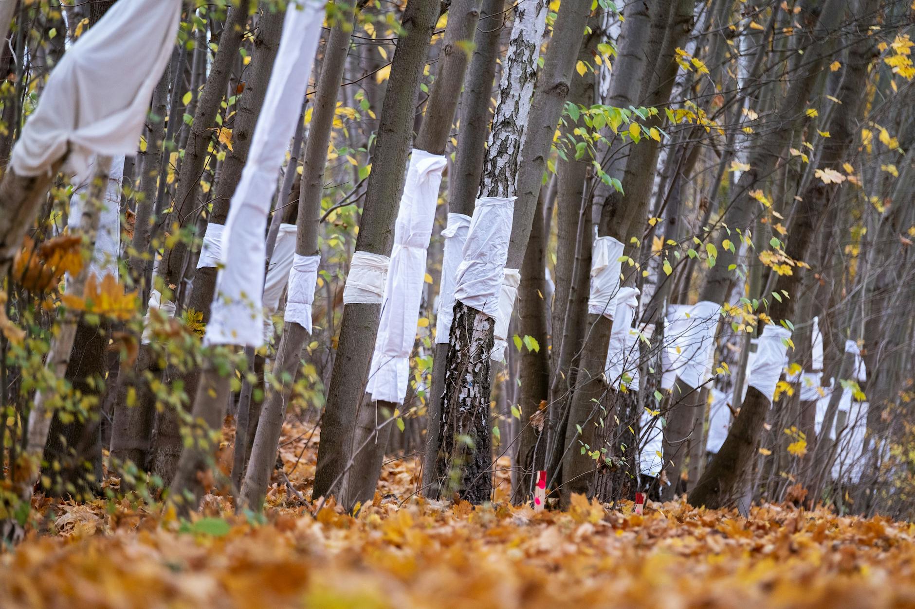 In Pankow werden mehr Bäume vernichtet als gepflanzt