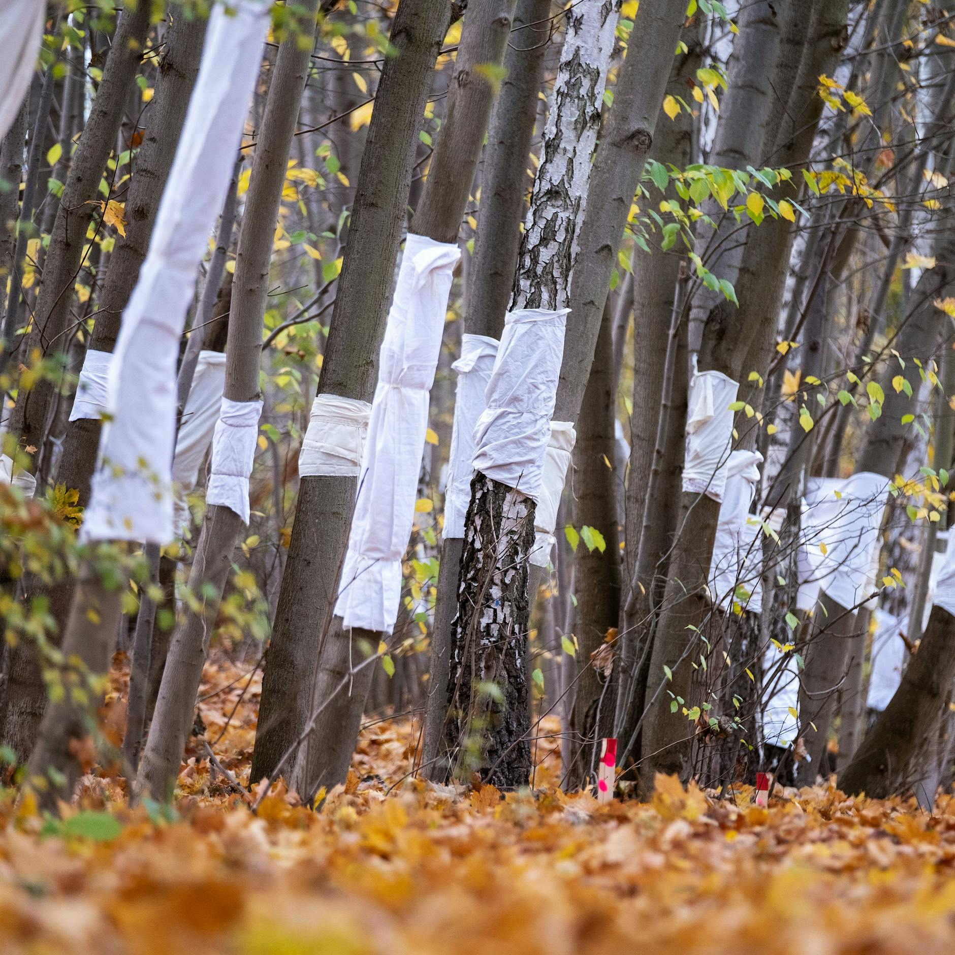Image - In Pankow werden mehr Bäume vernichtet als gepflanzt