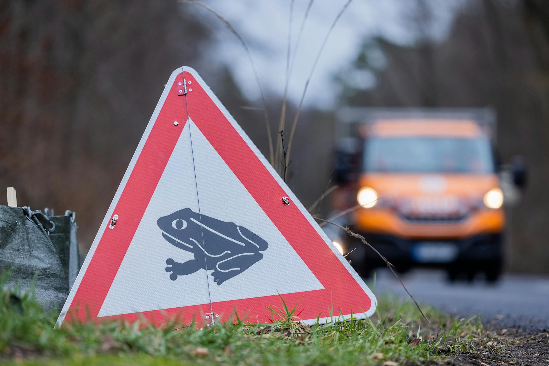 Kröten gehen in Berlin auf gefährliche Liebestour