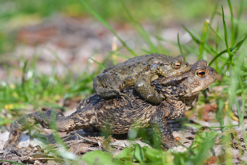 Im „Kröten-Taxi“ lässt sich das Männchen vom Weibchen tragen.