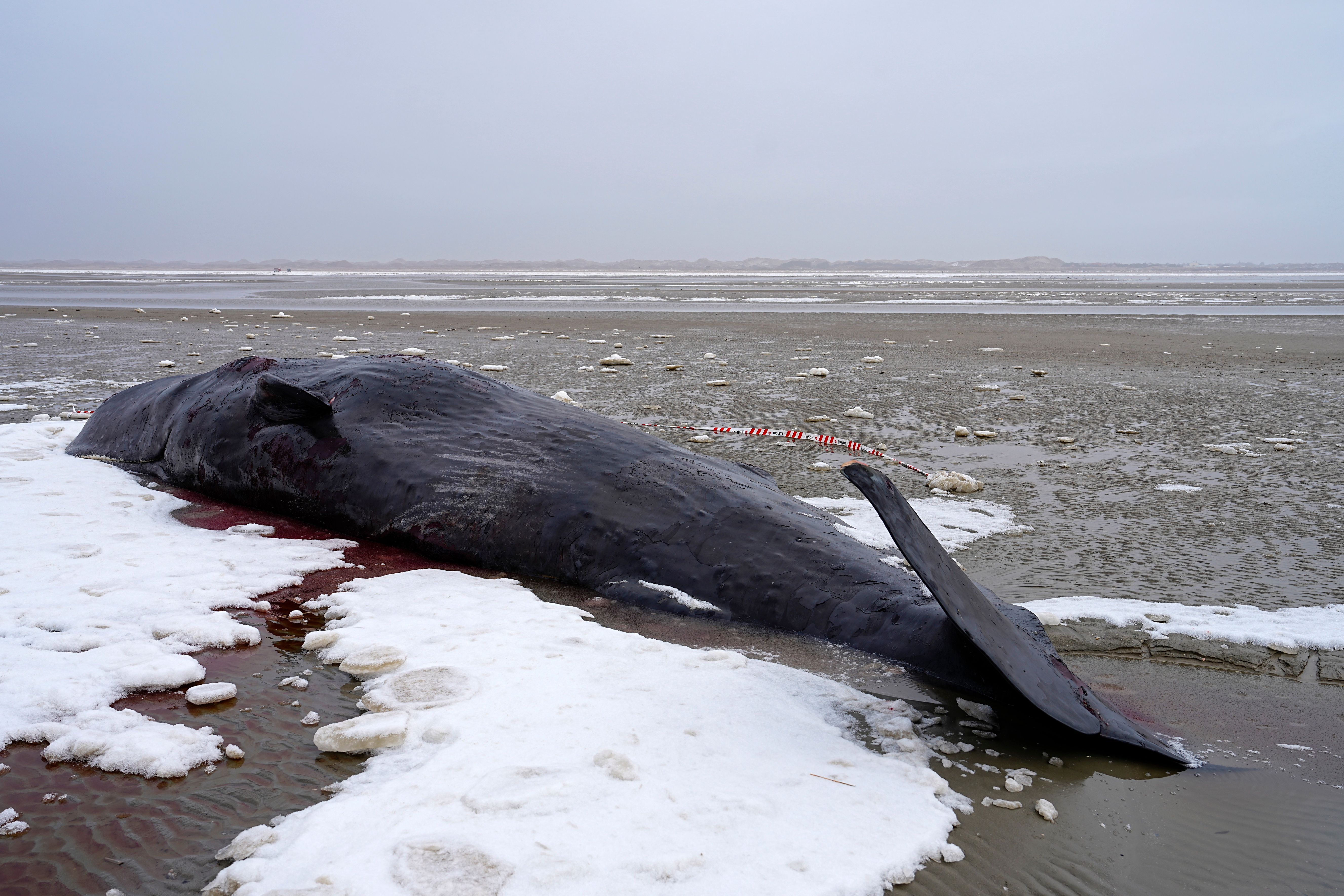 Erneut Pottwale auf Nordseeinsel gestrandet: „Störungen erschweren die Rettung“
