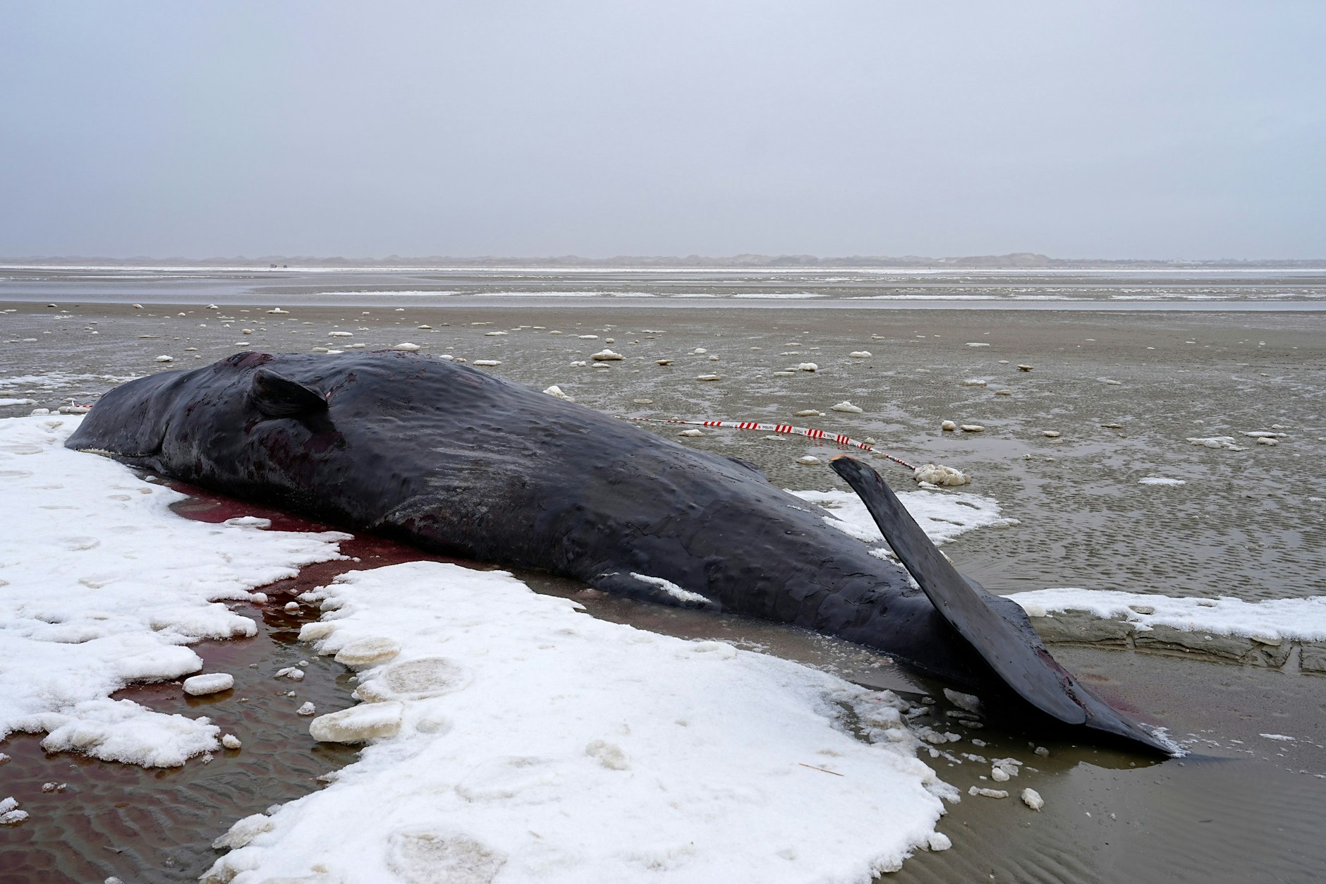 Mehrere Wale sind auf dänischen Inseln in der Nordsee gestrandet.