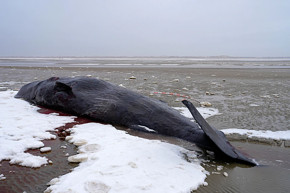 Mehrere Wale sind auf dänischen Inseln in der Nordsee gestrandet.