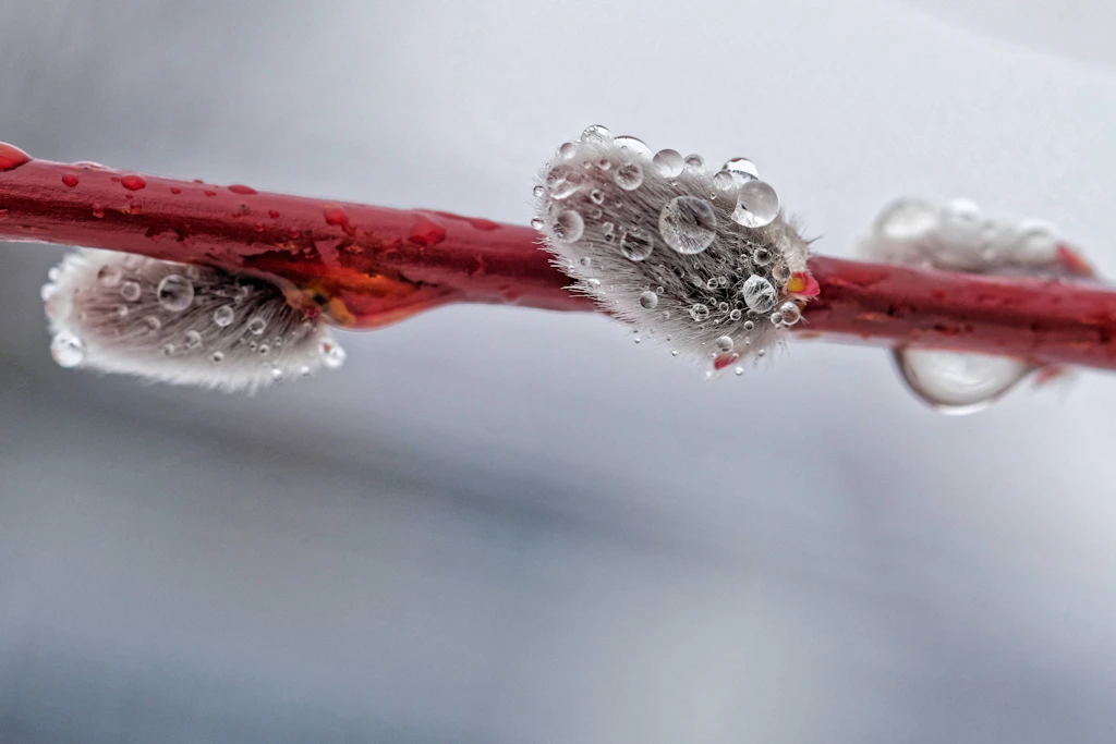 Wann kommt der Frühling? Die frischen Weidenkätzchen trotzen dem Regen.