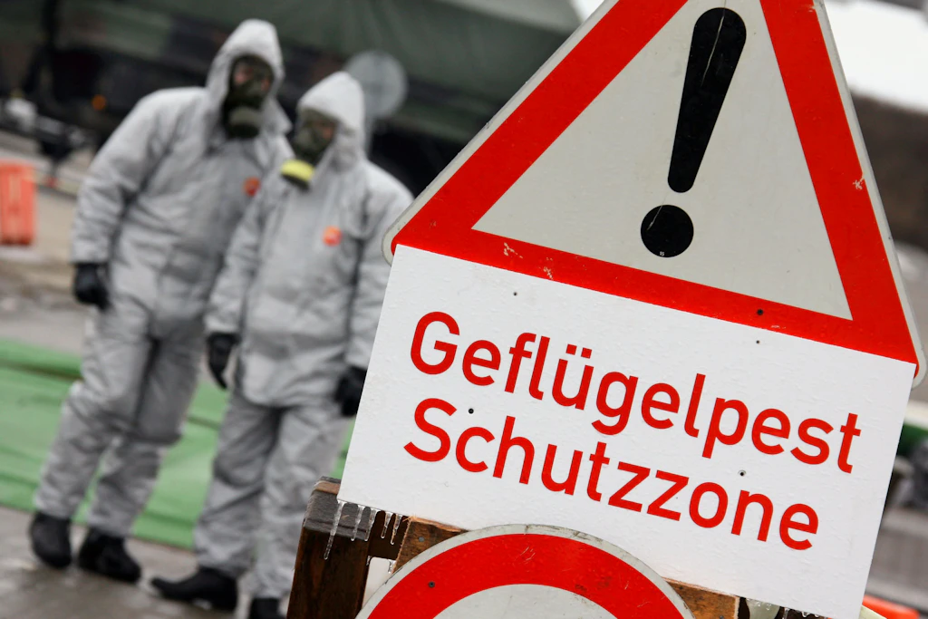 Seit September traten vermehrt Fälle von Geflügelpest in Brandenburg auf (Symbolfoto).