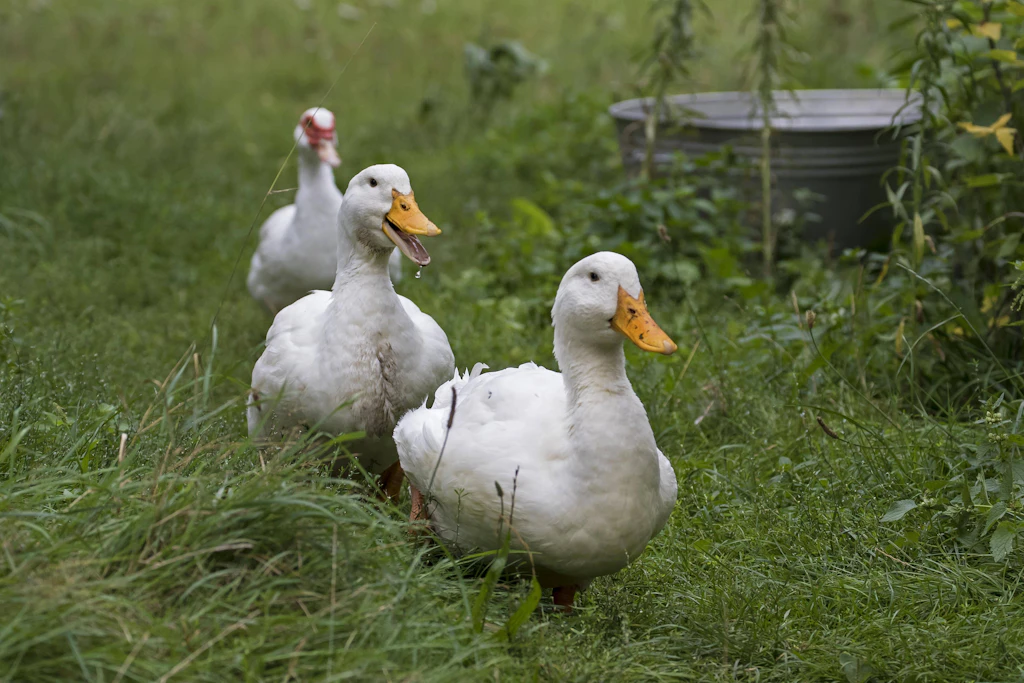 Vogelgrippe-Alarm! In Brandenburg müssen 20.000 Peking-Enten getötet werden