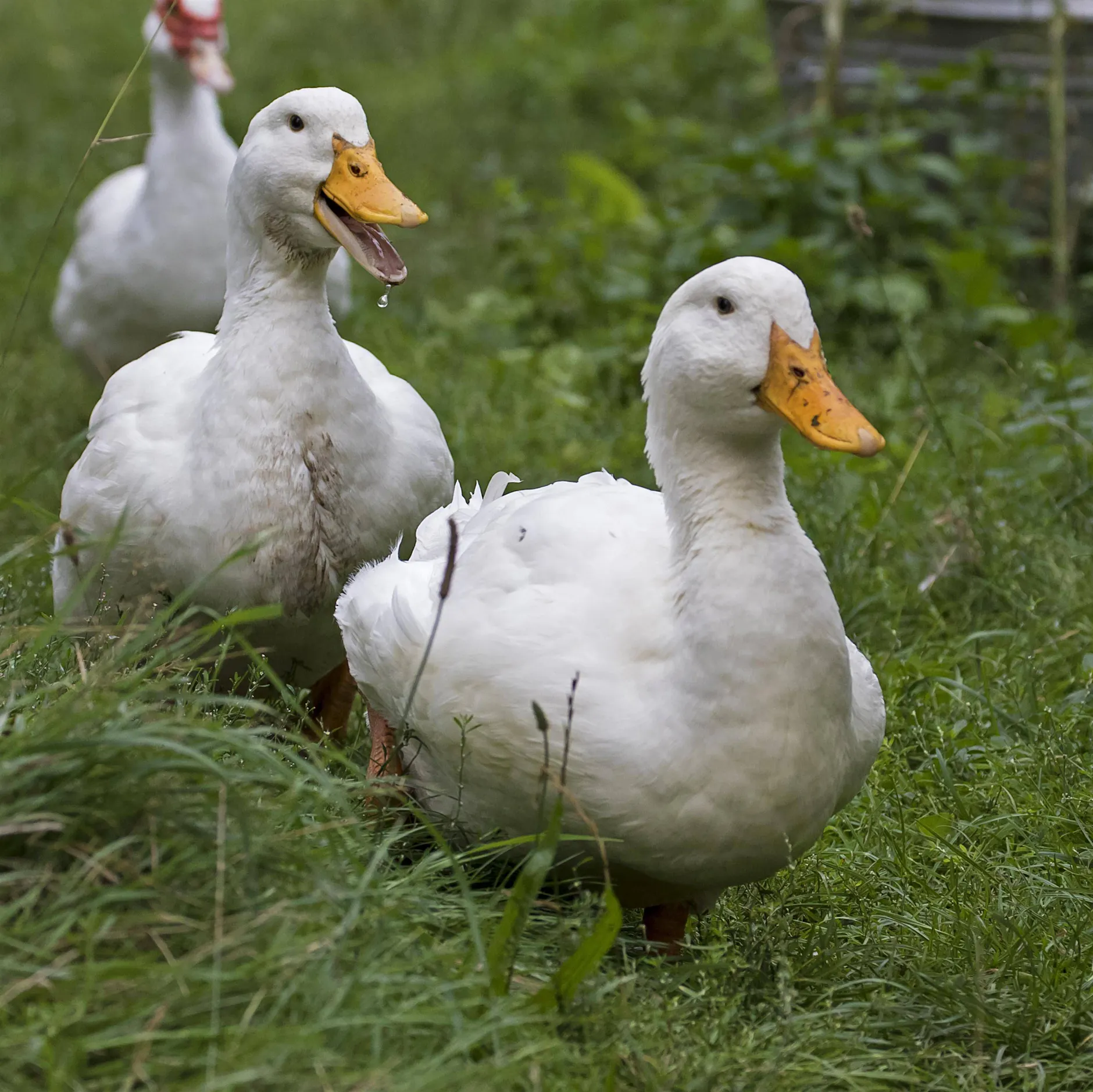 20.000 Enten müssen wegen Vogelgrippe sterben
