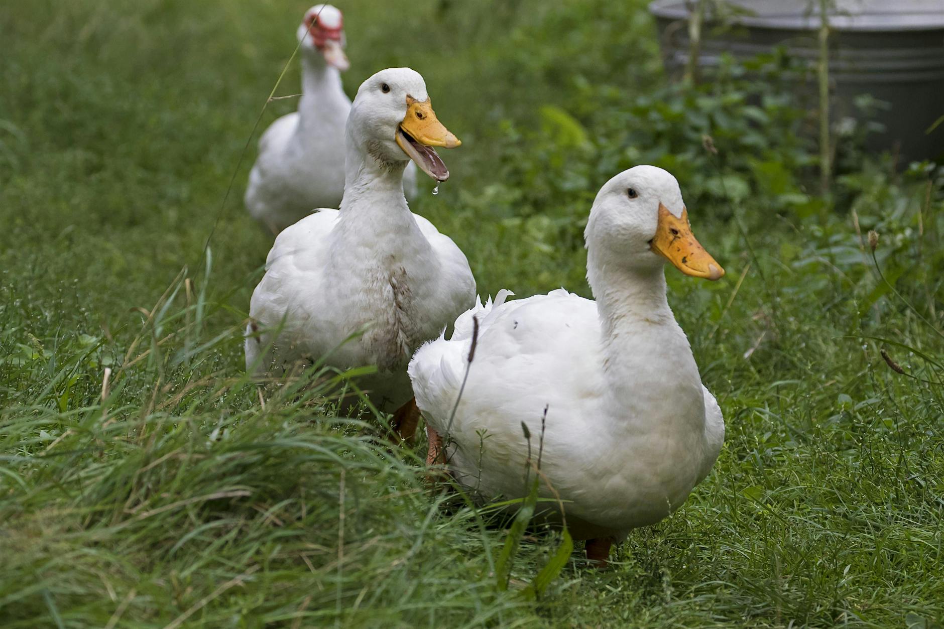 20.000 Enten müssen wegen Vogelgrippe sterben