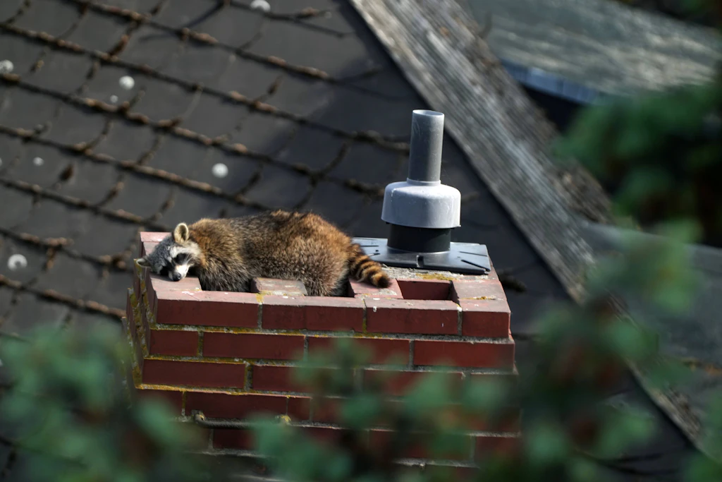 Ein Berliner Waschbär. Sie kommen überall hin und richten Zerstörung an.