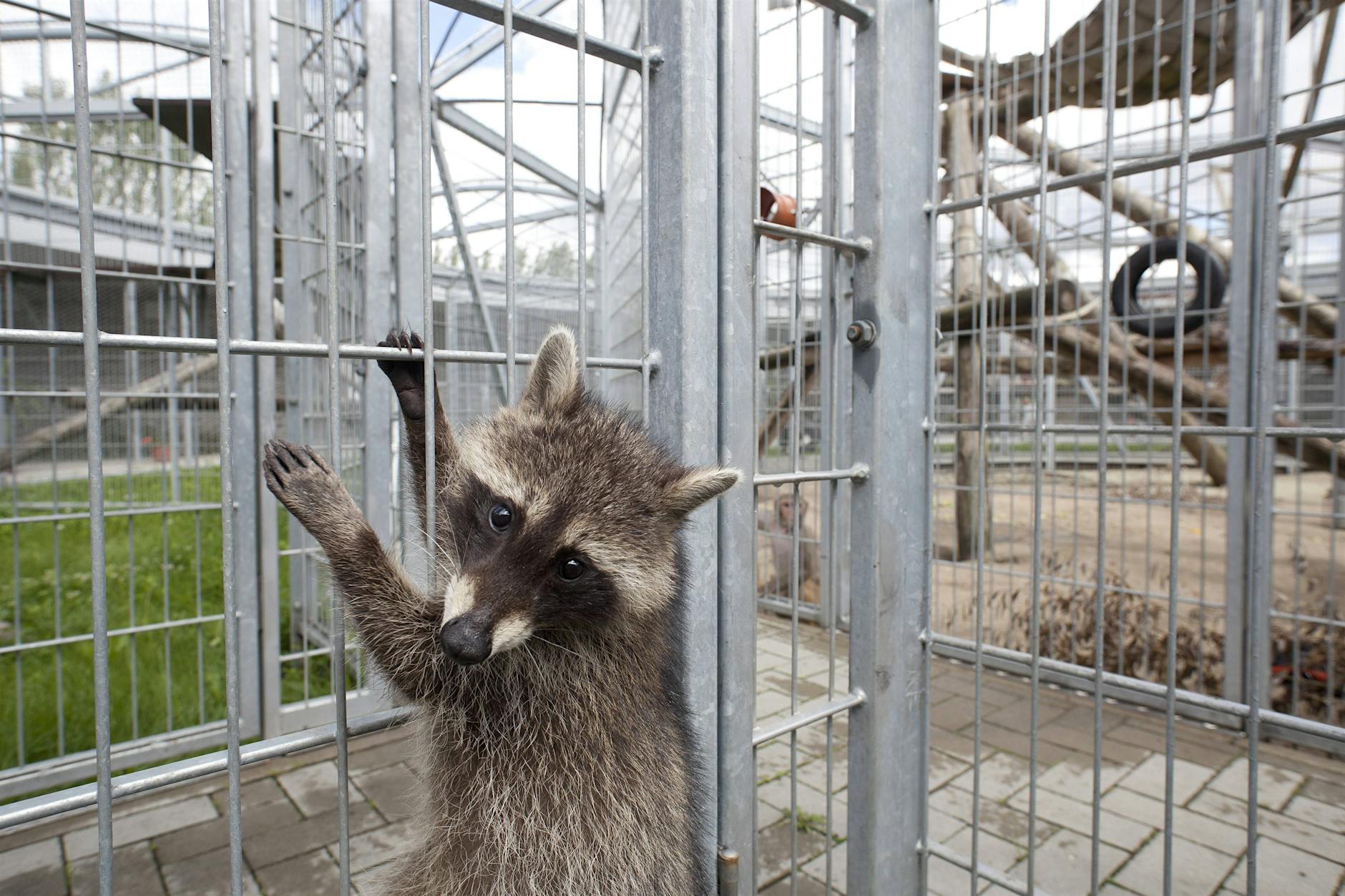Waschbären zerstören kritische Infrastruktur in Berlin