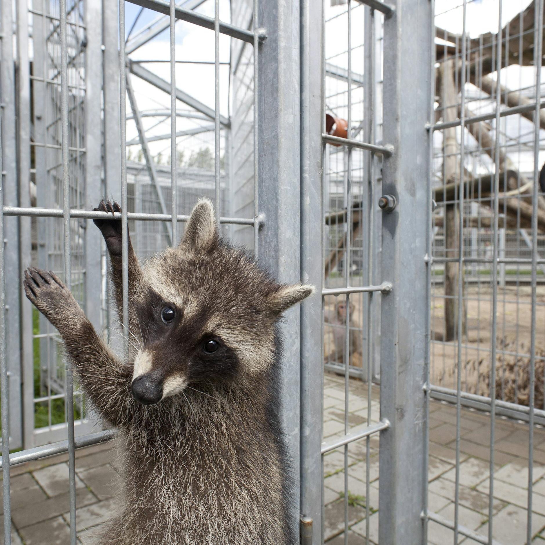 Image - Waschbären zerstören kritische Infrastruktur in Berlin