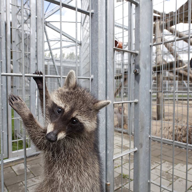Waschbären zerstören kritische Infrastruktur in Berlin
