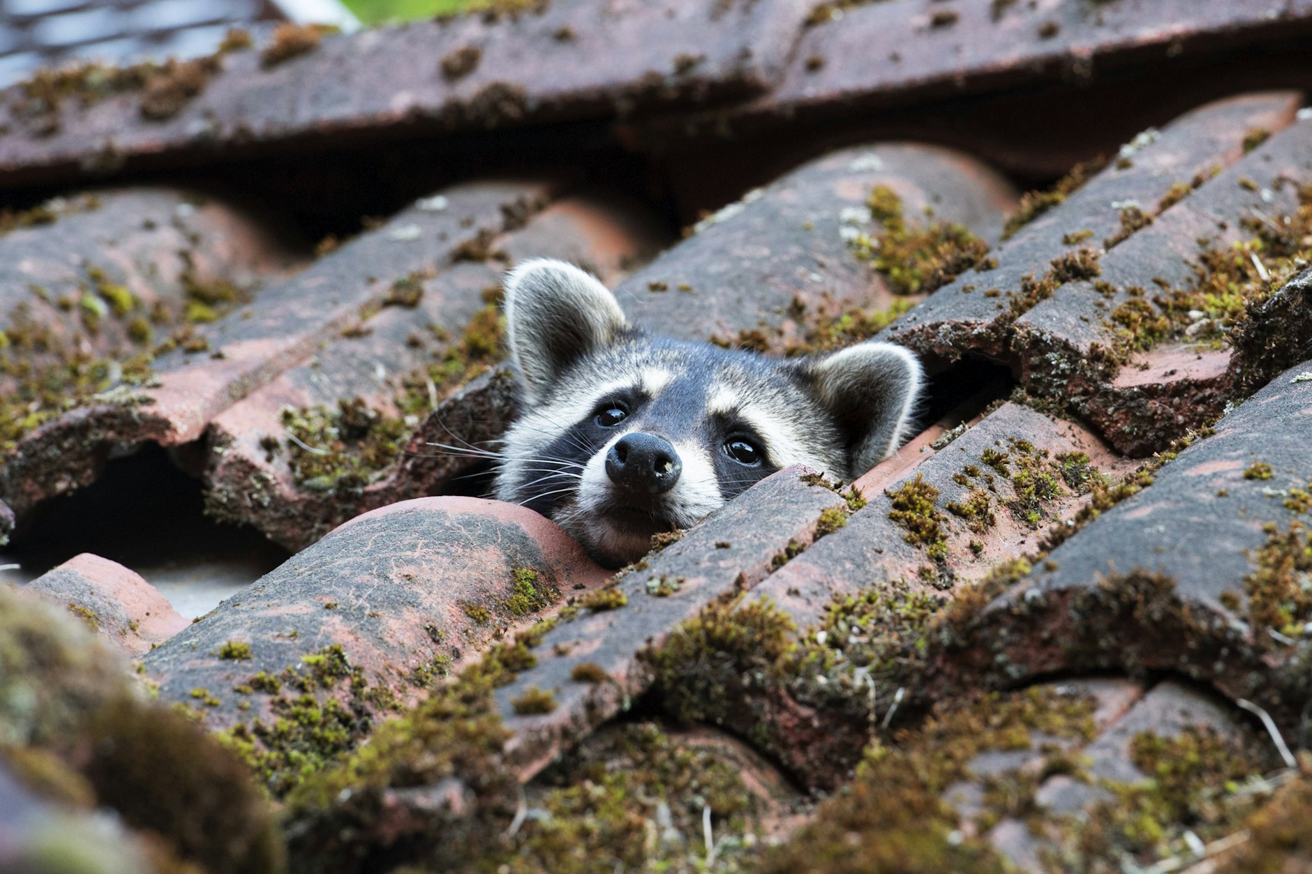 Waschbären findet man überall in Berlin, am häufigsten jedoch in waldreichen Gebieten.